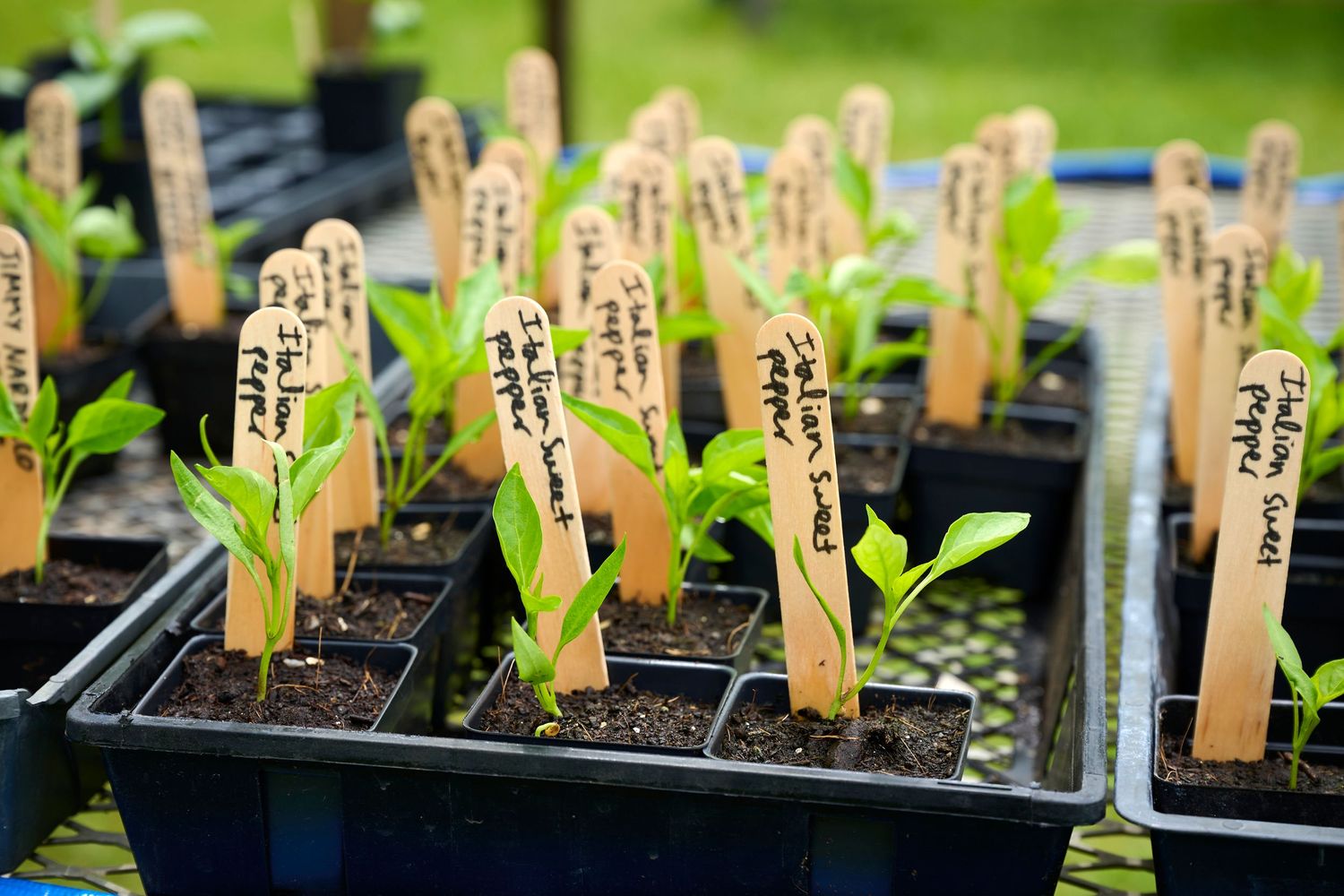 Small green seedlings growing in black plastic trays with labeled wooden plant markers in rich dark soil.