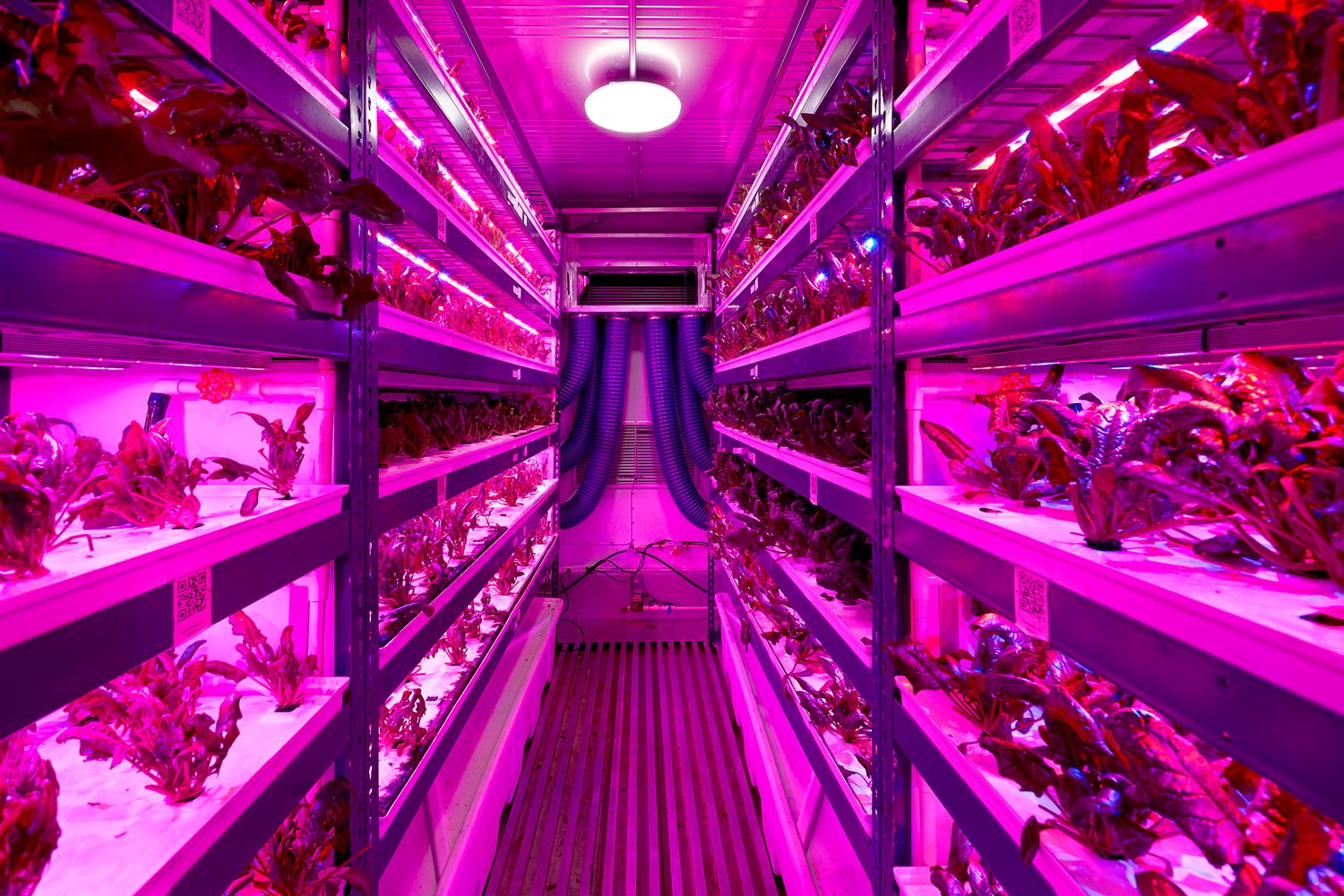 Interior of vertical farming facility with bright purple LED grow lights illuminating plants.