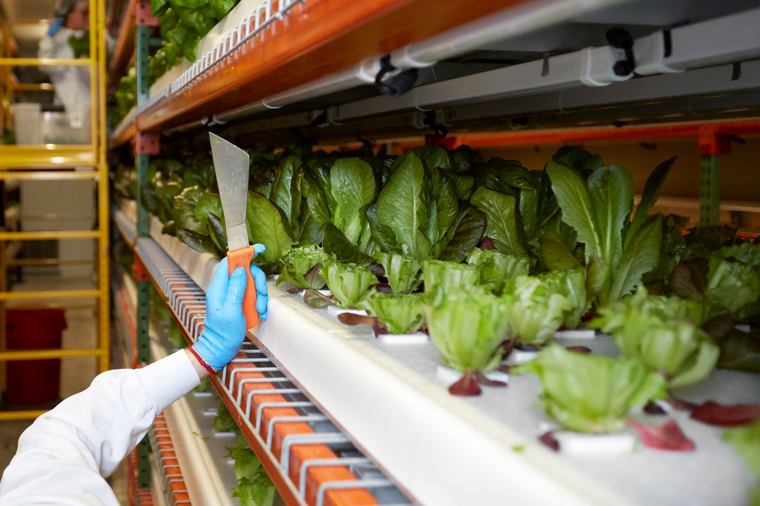 Hydroponic lettuce growing in rows of white plastic channels under artificial lighting.