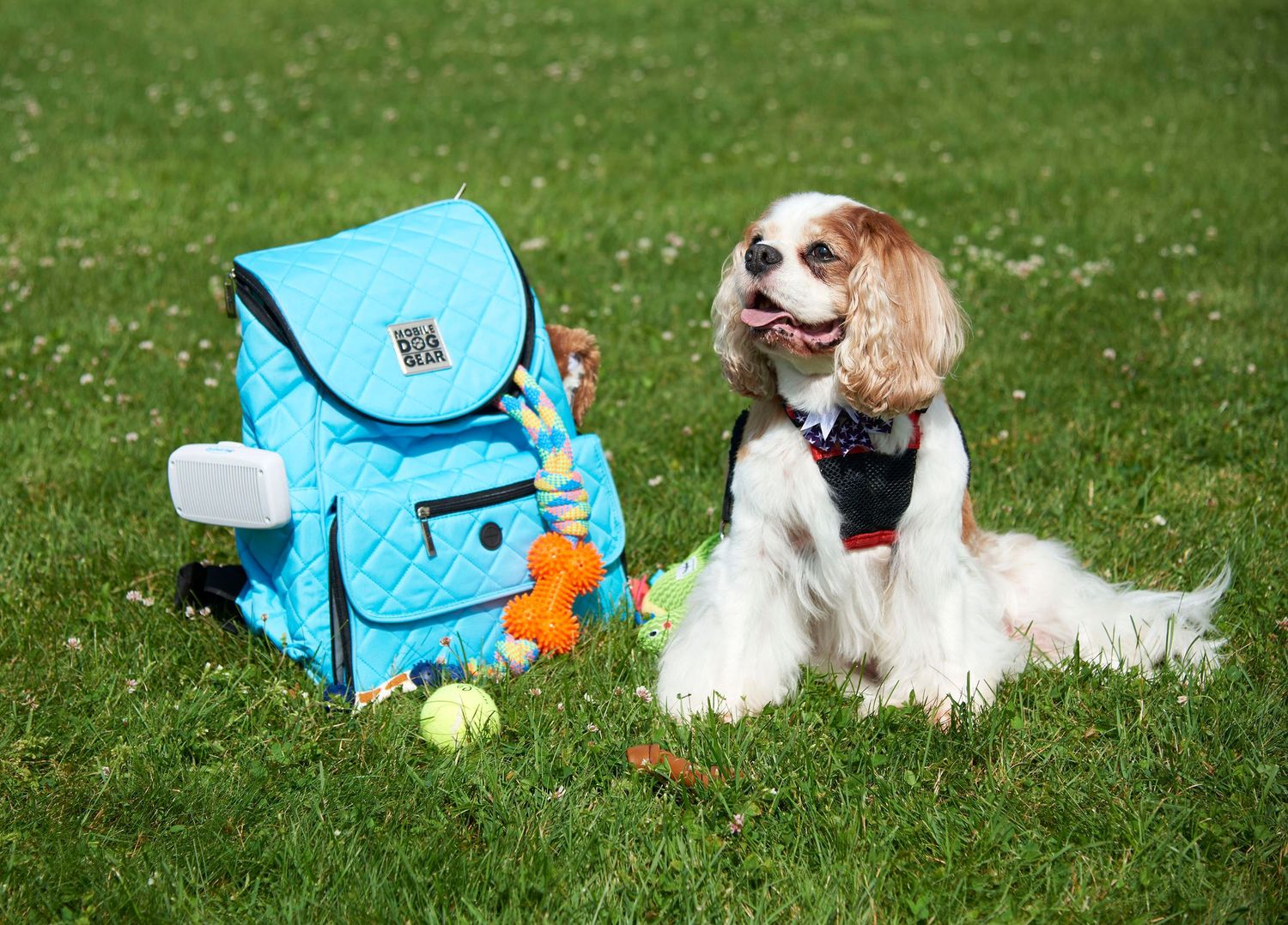 Cavalier King Charles Spaniel sitting on grass beside a blue quilted backpack with tennis balls and toys.