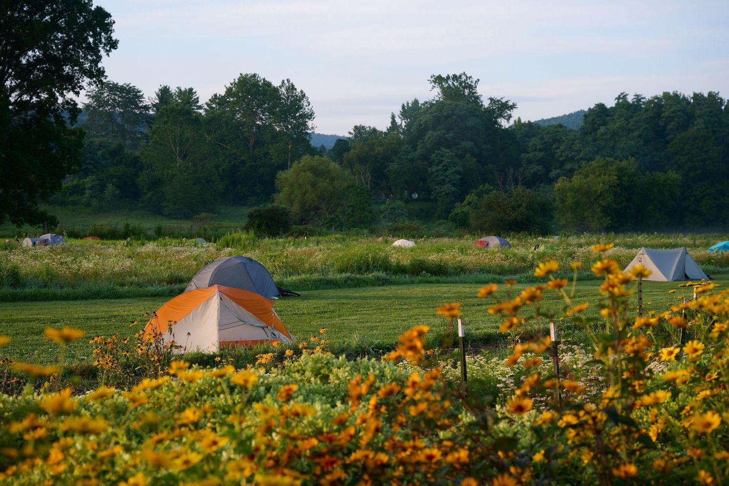 Field of vibrant orange and yellow wildflowers stretching across a rural landscape.