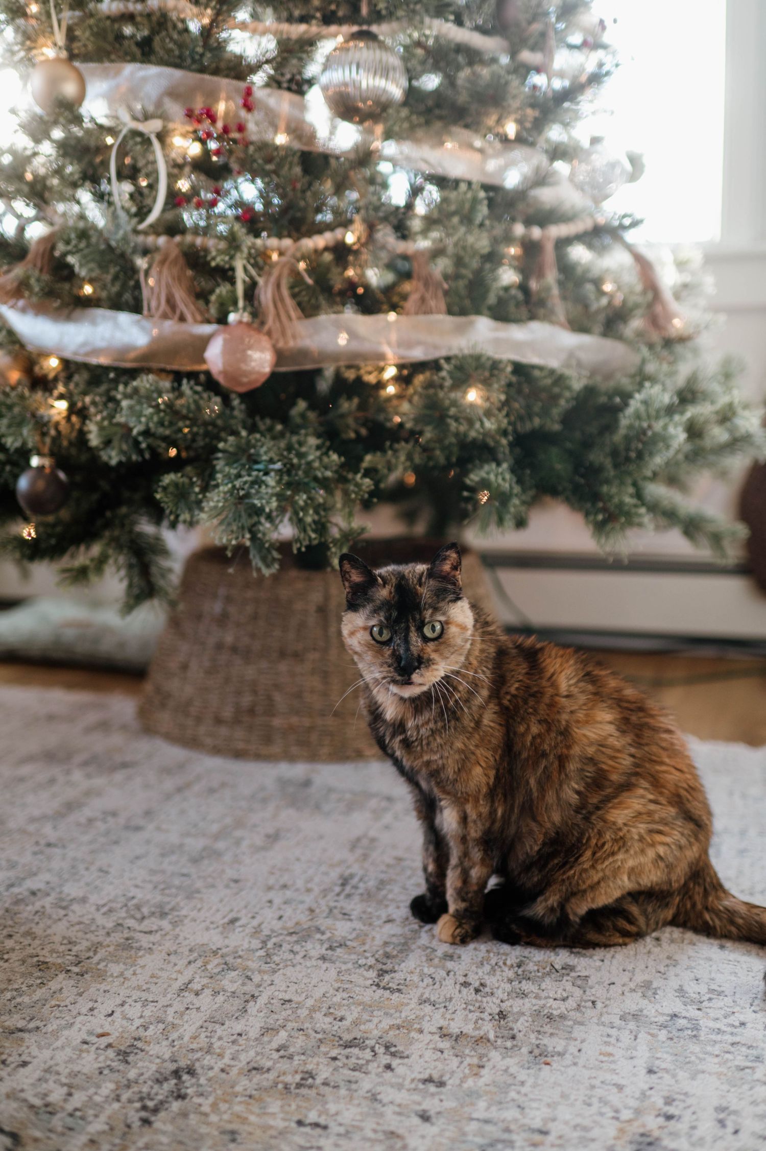 A tortoiseshell cat sits on a gray rug in front of a decorated Christmas tree with silver and gold ornaments.