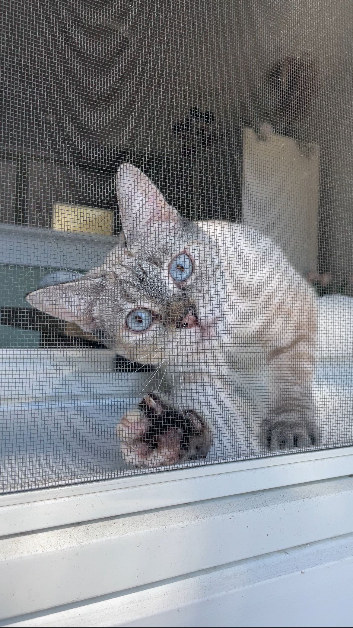 A playful white cat peeks through a window screen in a series of sequential photos showing different head positions.