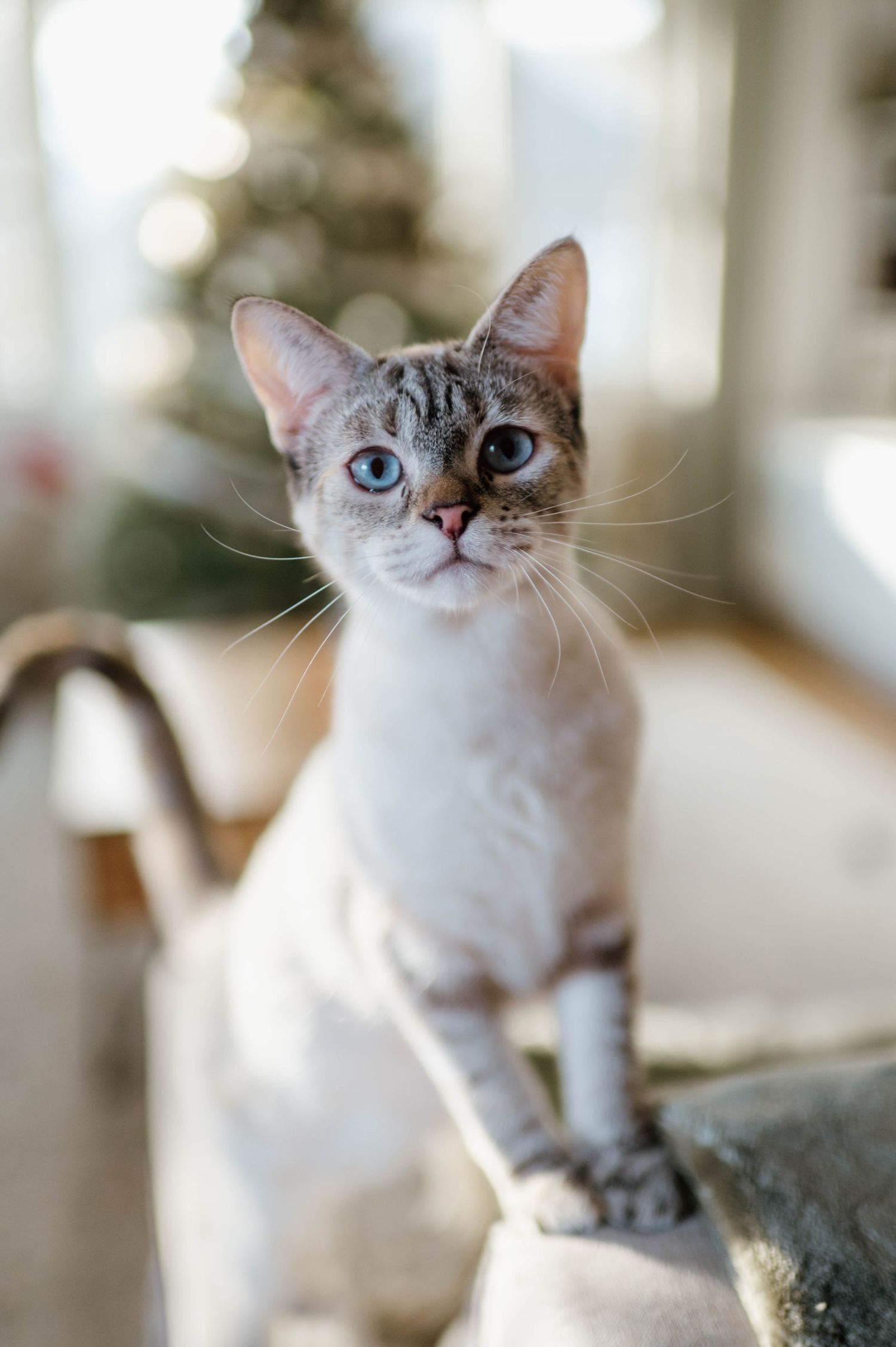 A series of close-up shots showing a white cat with blue eyes looking up from different angles.
