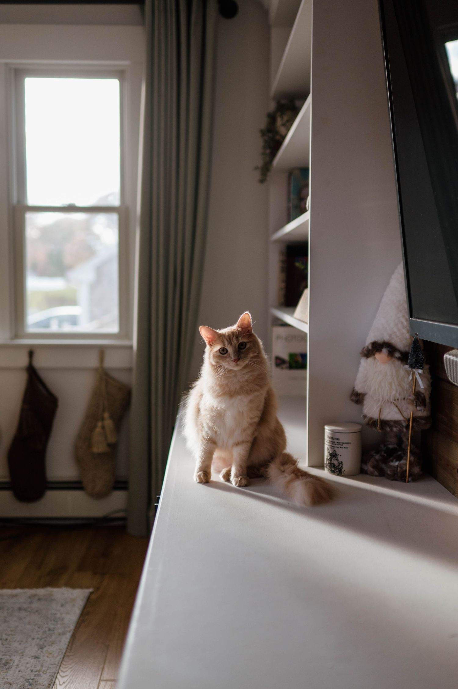 Cream colored cat sits regally on white windowsill in sunlit room with hardwood floors and curtains.