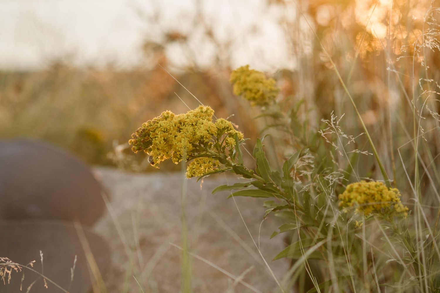 Yellow wildflowers bloom against a soft bokeh sunset background in a dreamy summer meadow scene.