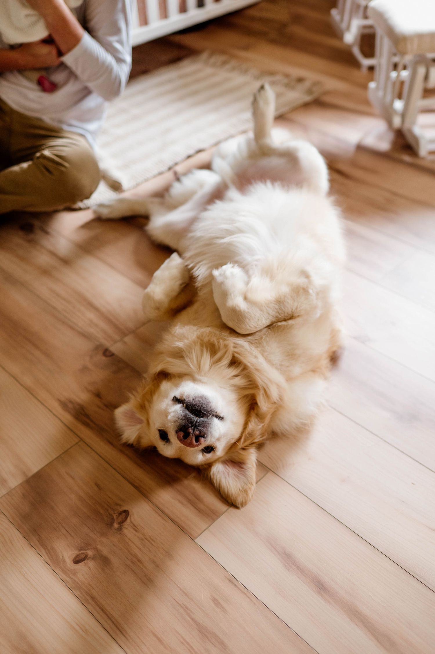 Fluffy white dog sleeping peacefully on wooden floor in sunlit room.