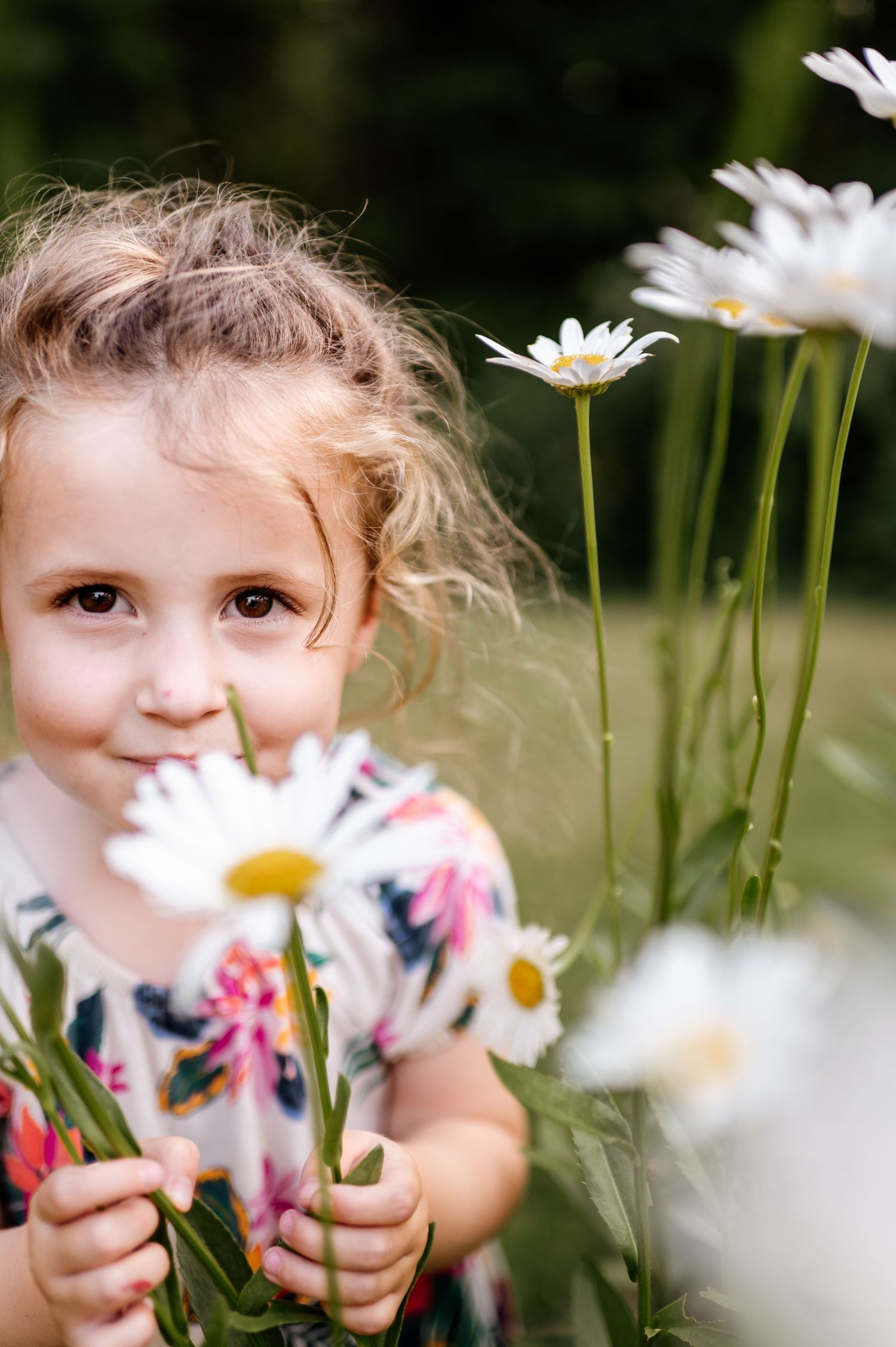 A series of close-up shots showing white daisies in a meadow with soft natural lighting.