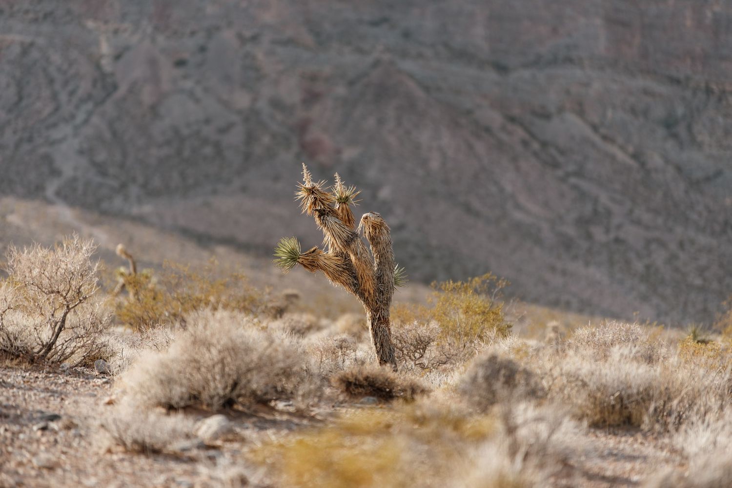 A group of bighorn sheep traverse a rocky mountain slope in a desert landscape during winter.