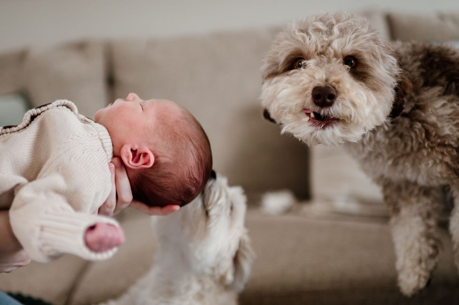 Close-up shots of a small dog and baby in home setting.