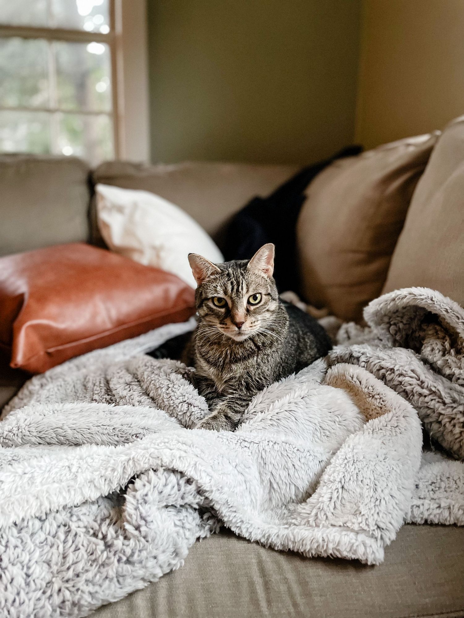 Gray cat lounges comfortably under a plush white blanket on a brown couch.
