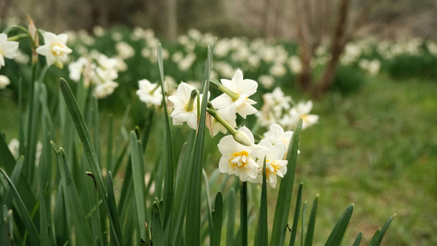 A row of delicate cream-colored daffodils blooming in a spring garden with soft green foliage in the background.