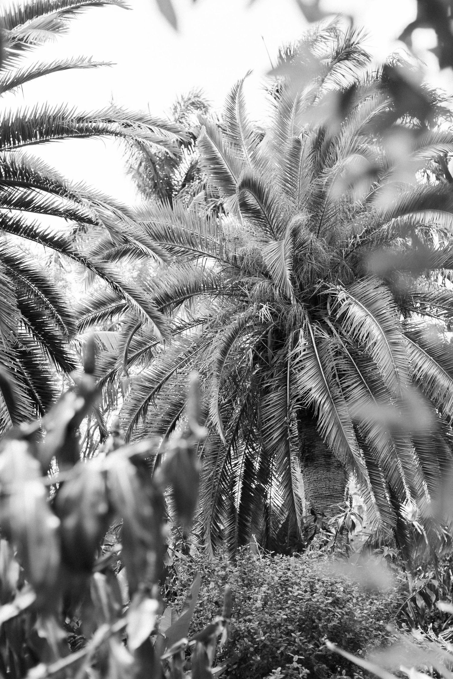 Dramatic black and white photograph of palm tree fronds creating natural patterns.