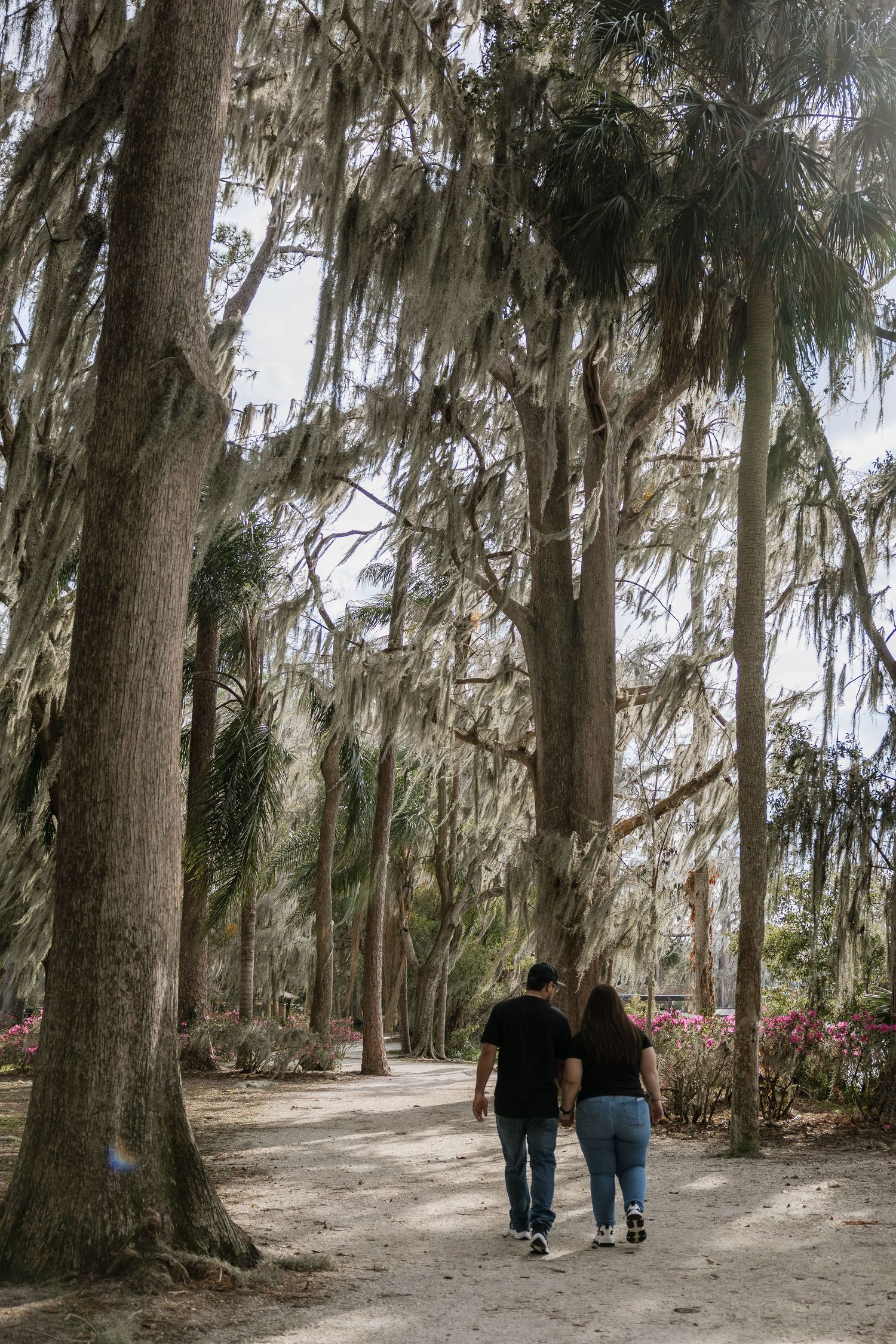 A couple walks down a scenic path lined with Spanish moss-draped trees and blooming azaleas in a southern garden.