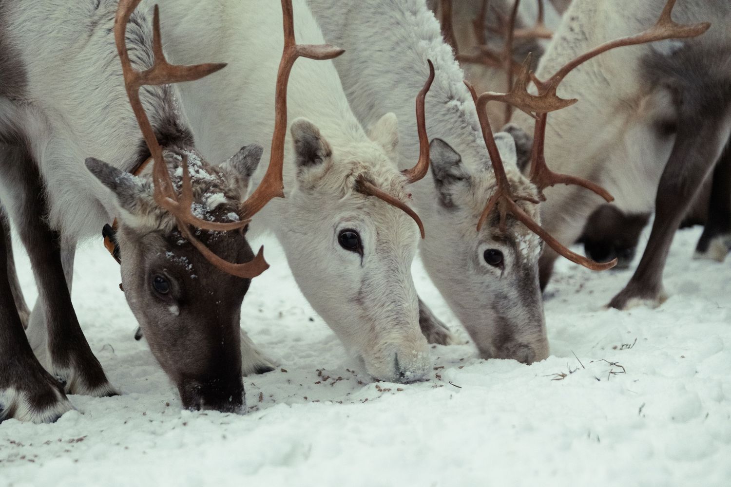 renne finlandesi di una famiglia Sami