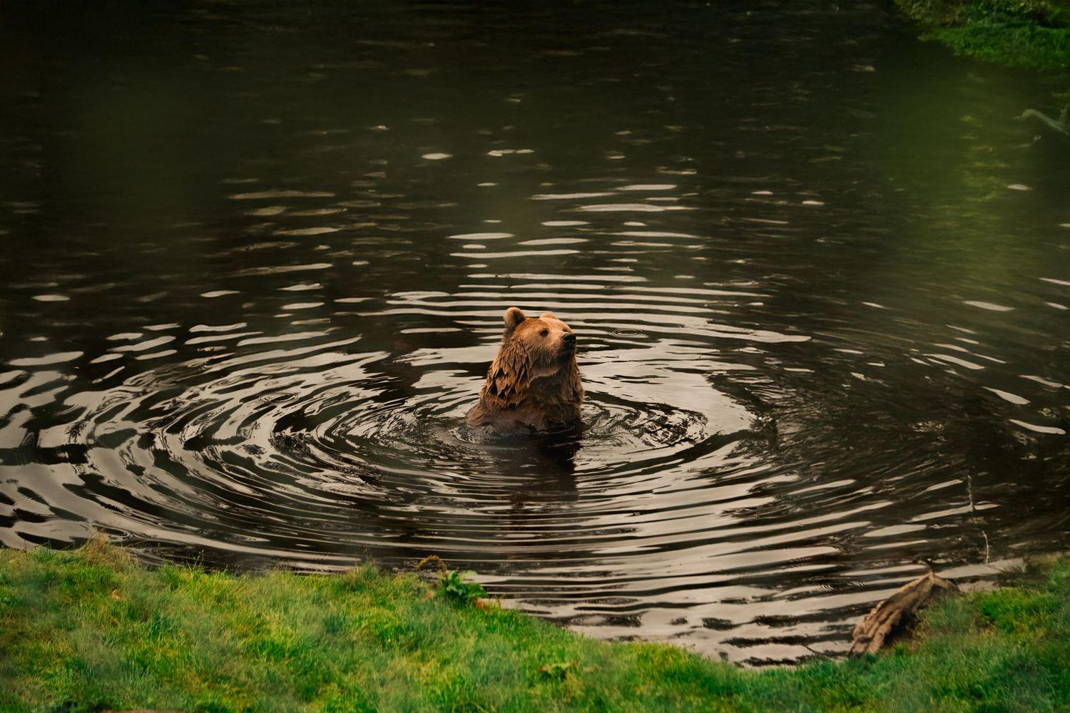 orso bruno norvegese
