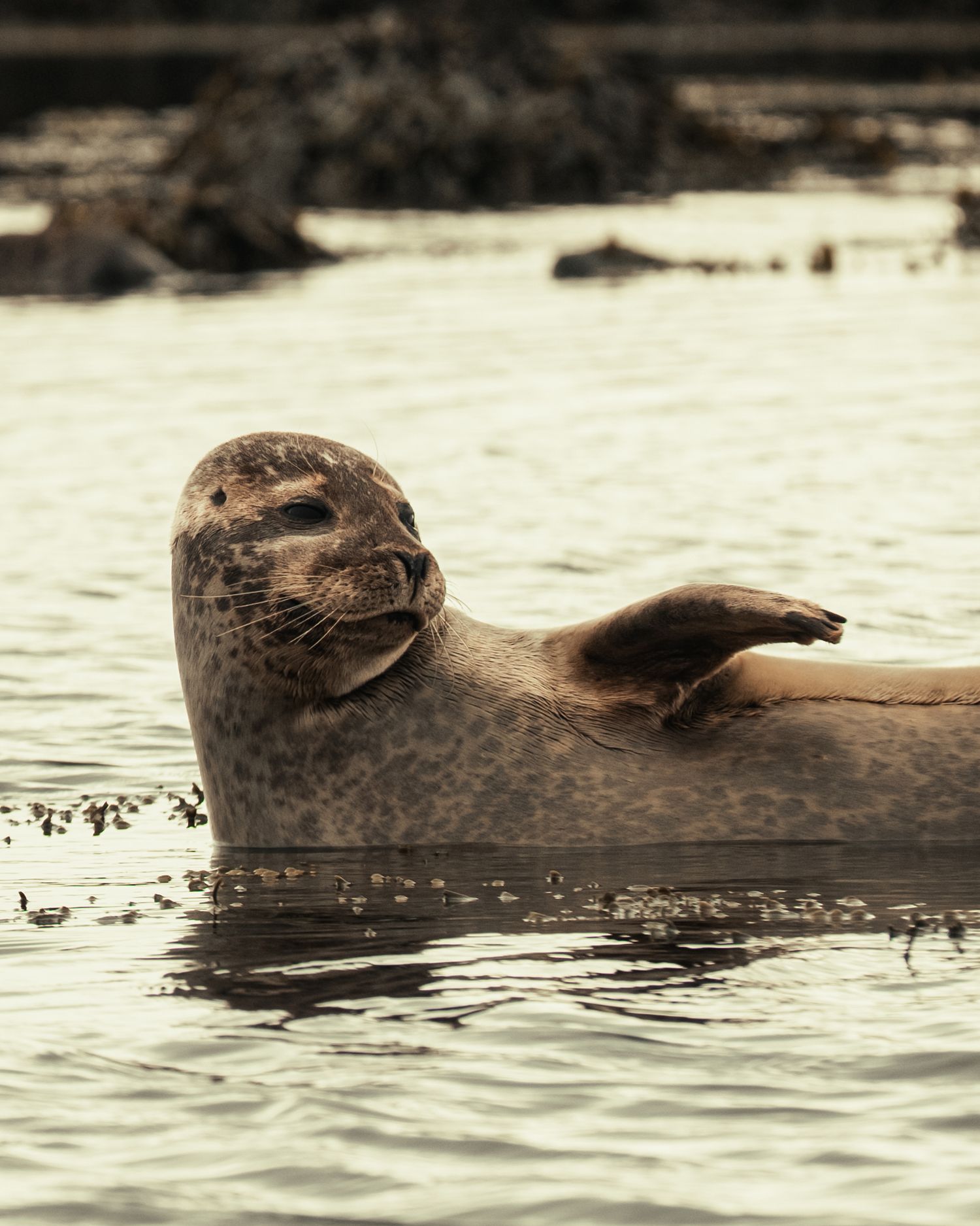 foca in Islanda