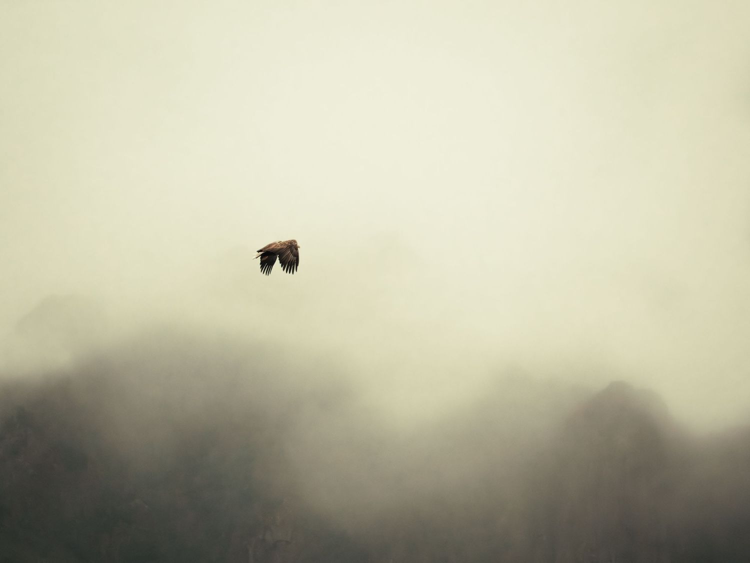 aquila di mare tra le nuvole e i giorni alle lofoten
