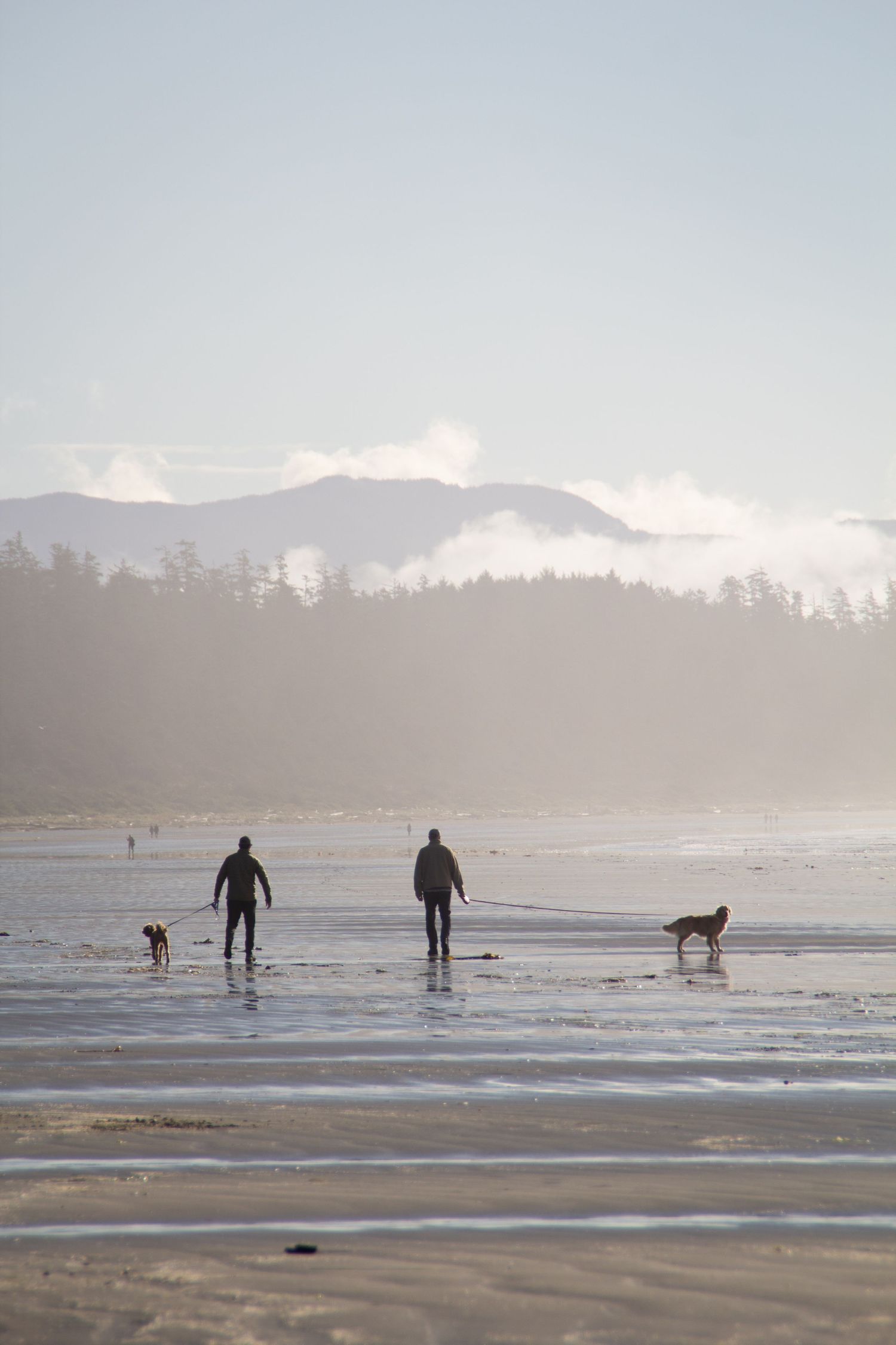 Deux hommes promènent leur chien chacun de leur côté sur une plage de Tofino avec en arrière plan une forêt de pins et la montagne.