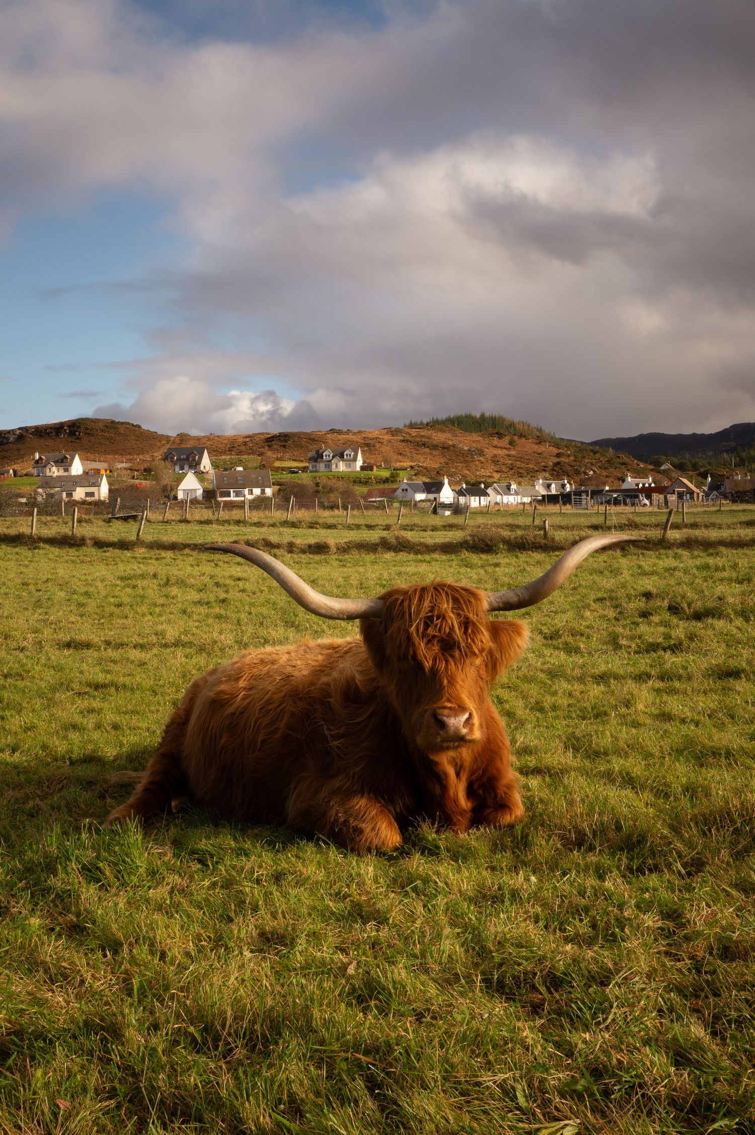 Vache écossaise allongée dans un champs avec un village en arrière plan.