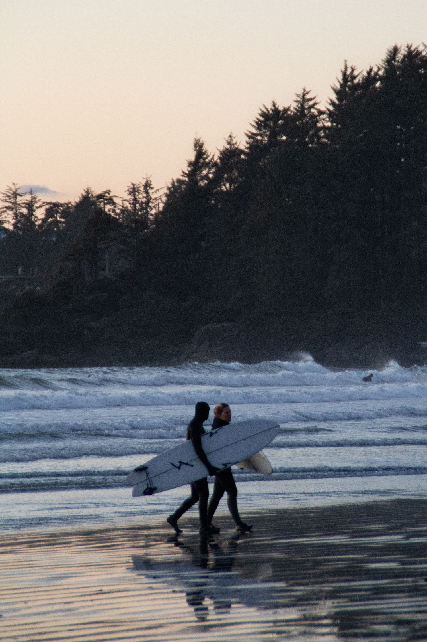Un couple venant de sortir de l’eau marche avec leurs planches de surf sous le bras avec en arrière plan une forêt de pins.