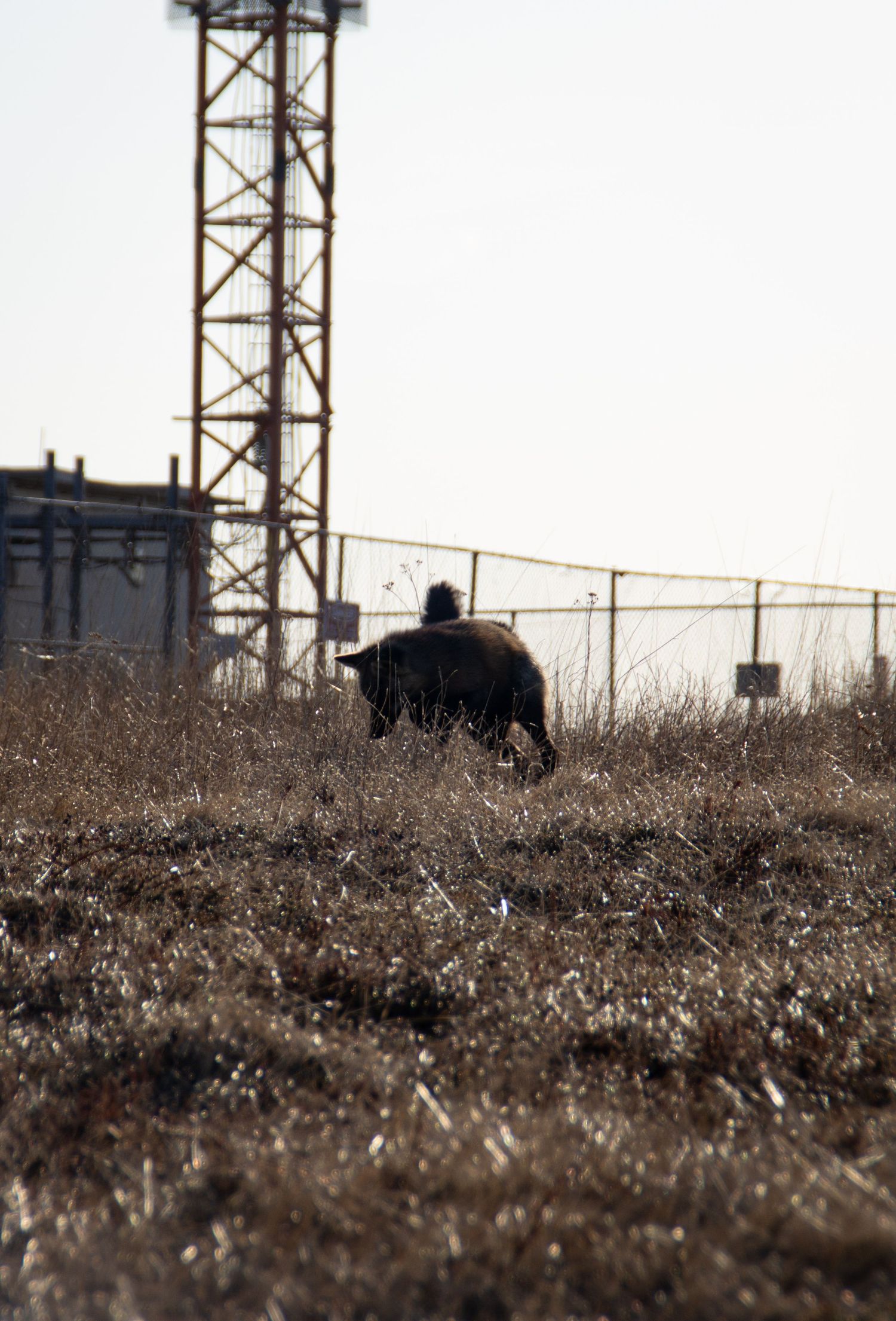 Renard en train de chasser dans des herbes mi-hautes.