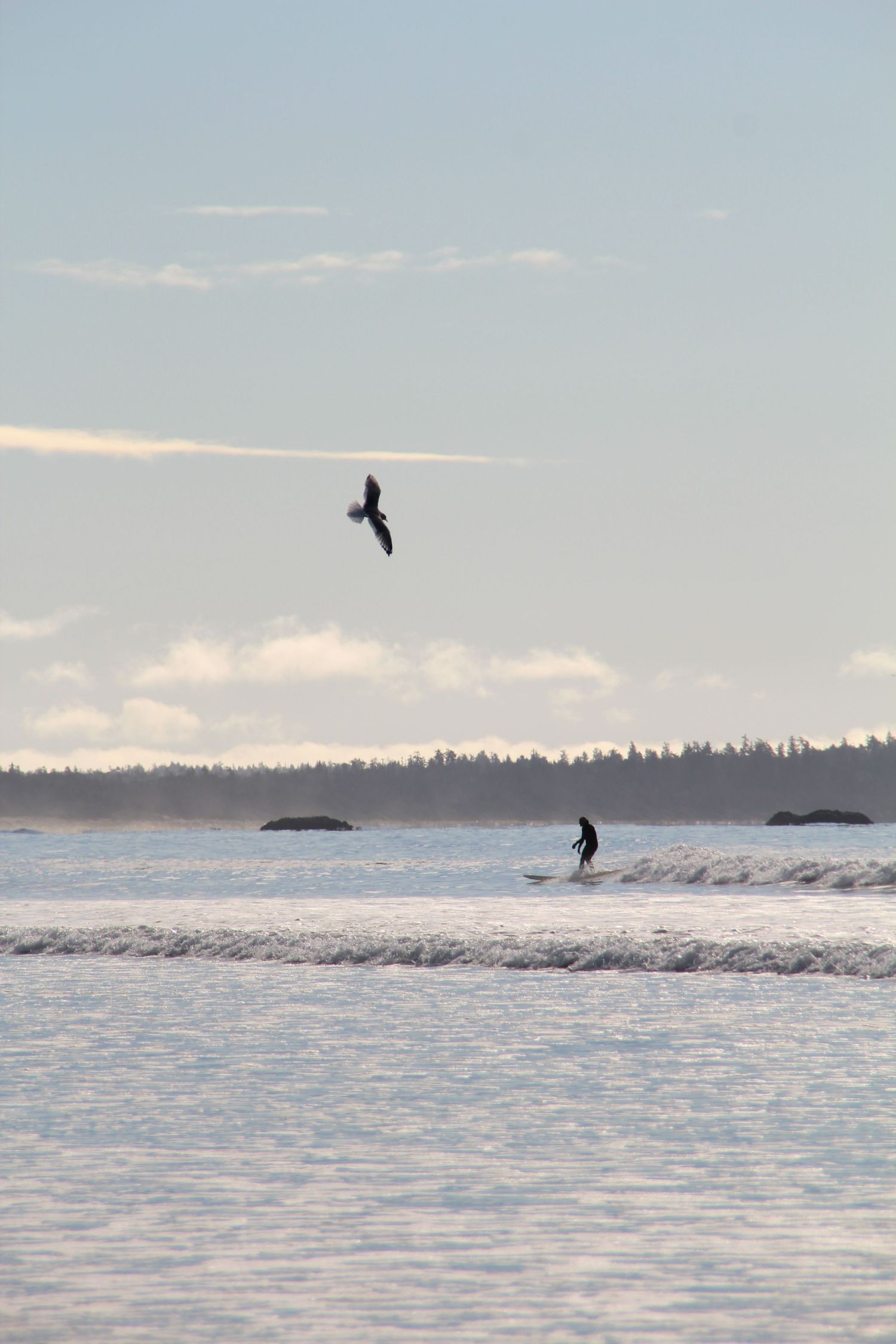 Surfeur sur les vagues et oiseau qui le survole avec des pins en arrière plan