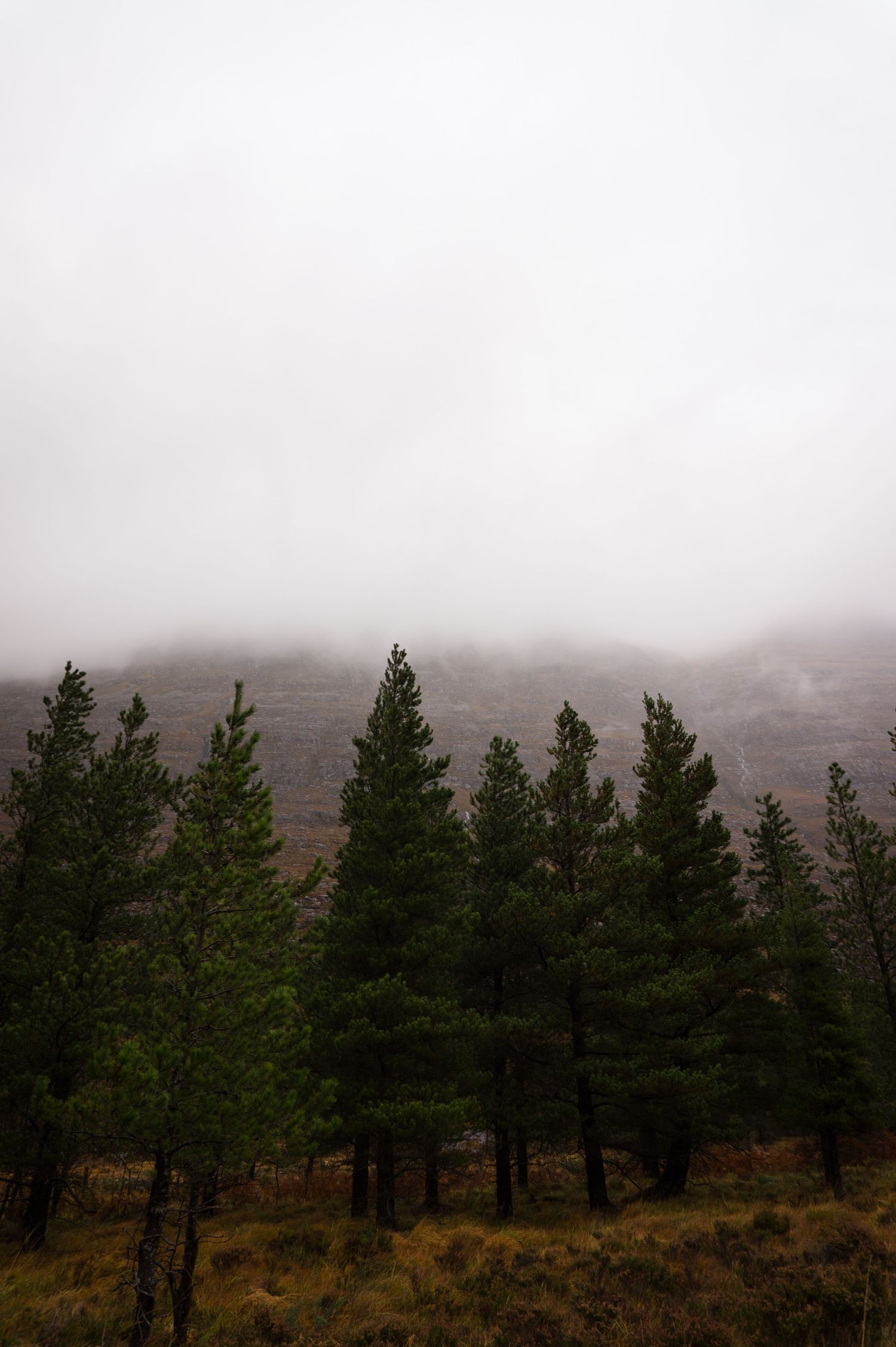 Sapins en premier plan suivi d’une montagne écossaise sous le brouillard.