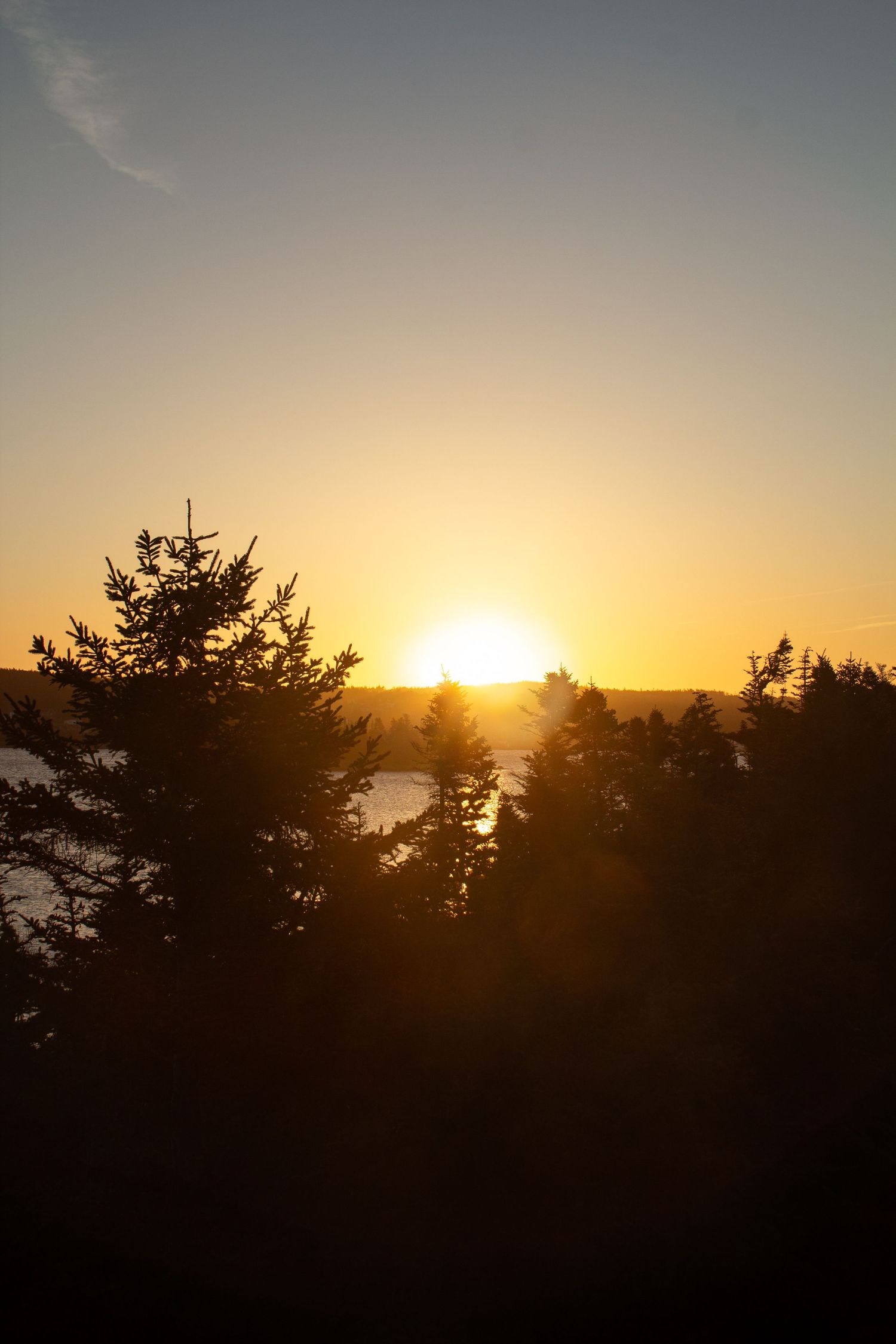 Lever de soleil en bord de mer à travers des pins.