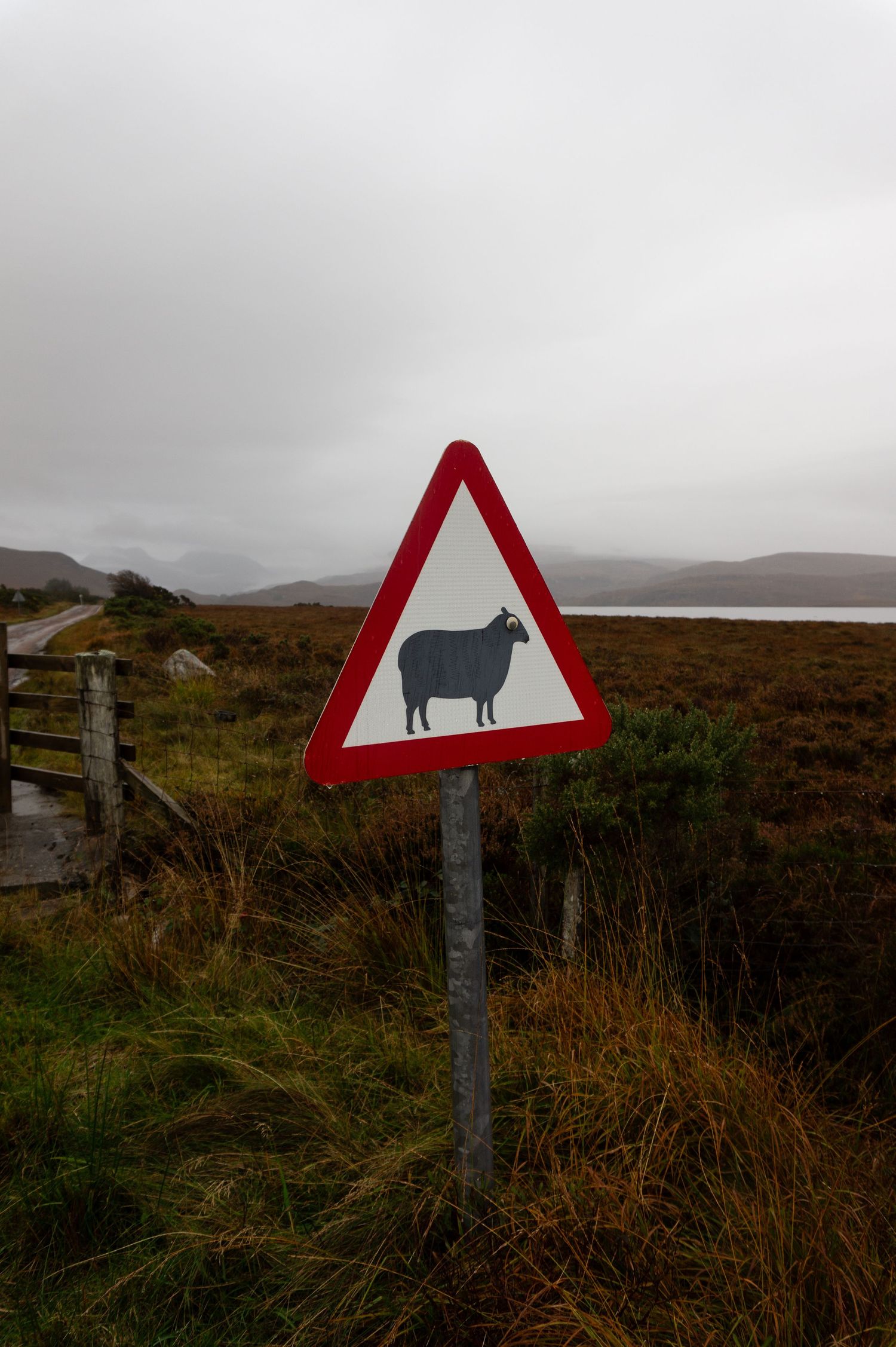Panneau attention avec le dessin d’un mouton au milieu des highlands écossais.