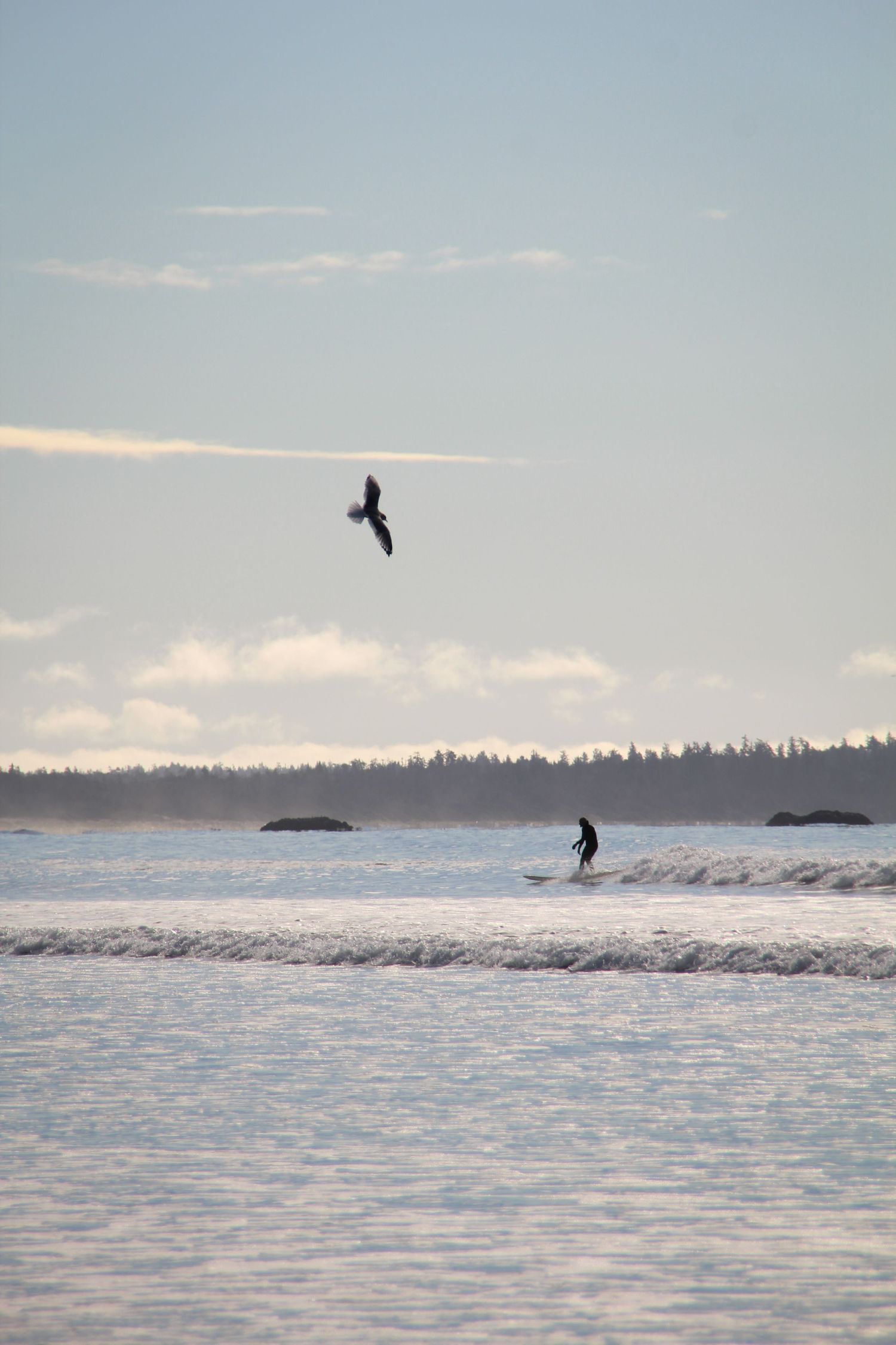 Surfeur sur sa planche de surf et mouette dans les airs avec en arrière plan une forêt de pins.