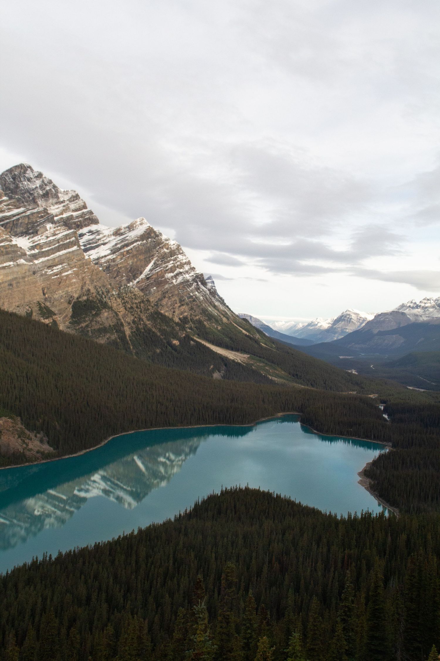 Lac de Peyto Lake d’une couleur bleu turquoise entouré de pins avec une montagne enneigée en arrière plan