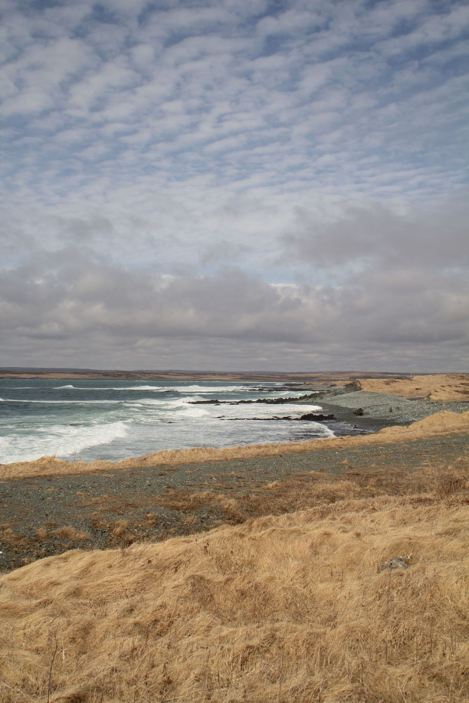 Plage et mer de Portugal Cove à Terre-Neuve avec de grosses vagues et l’herbe jaunit.
