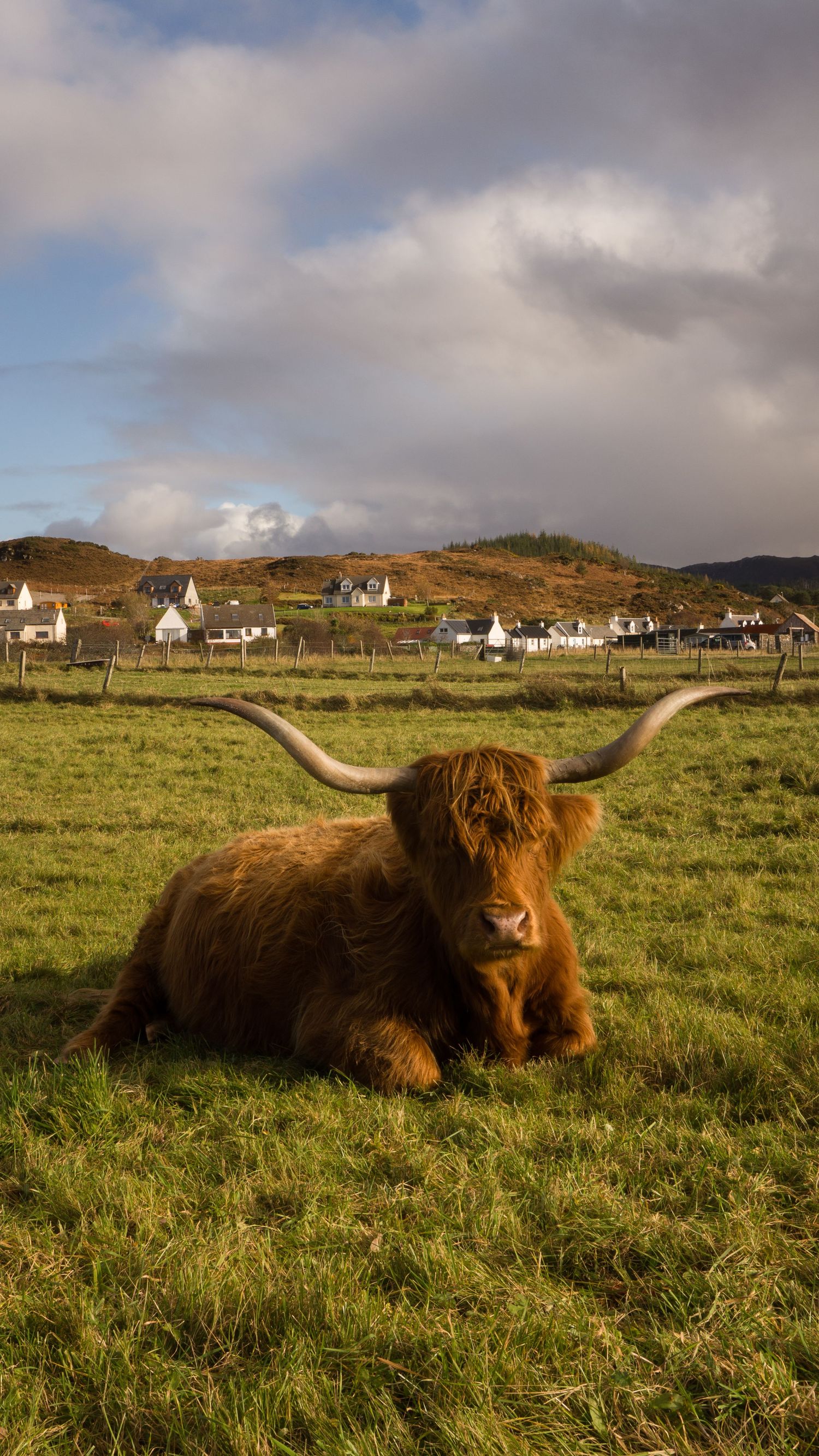 Vache écossaise allongée dans l’herbe avec un petit village en arrière plan