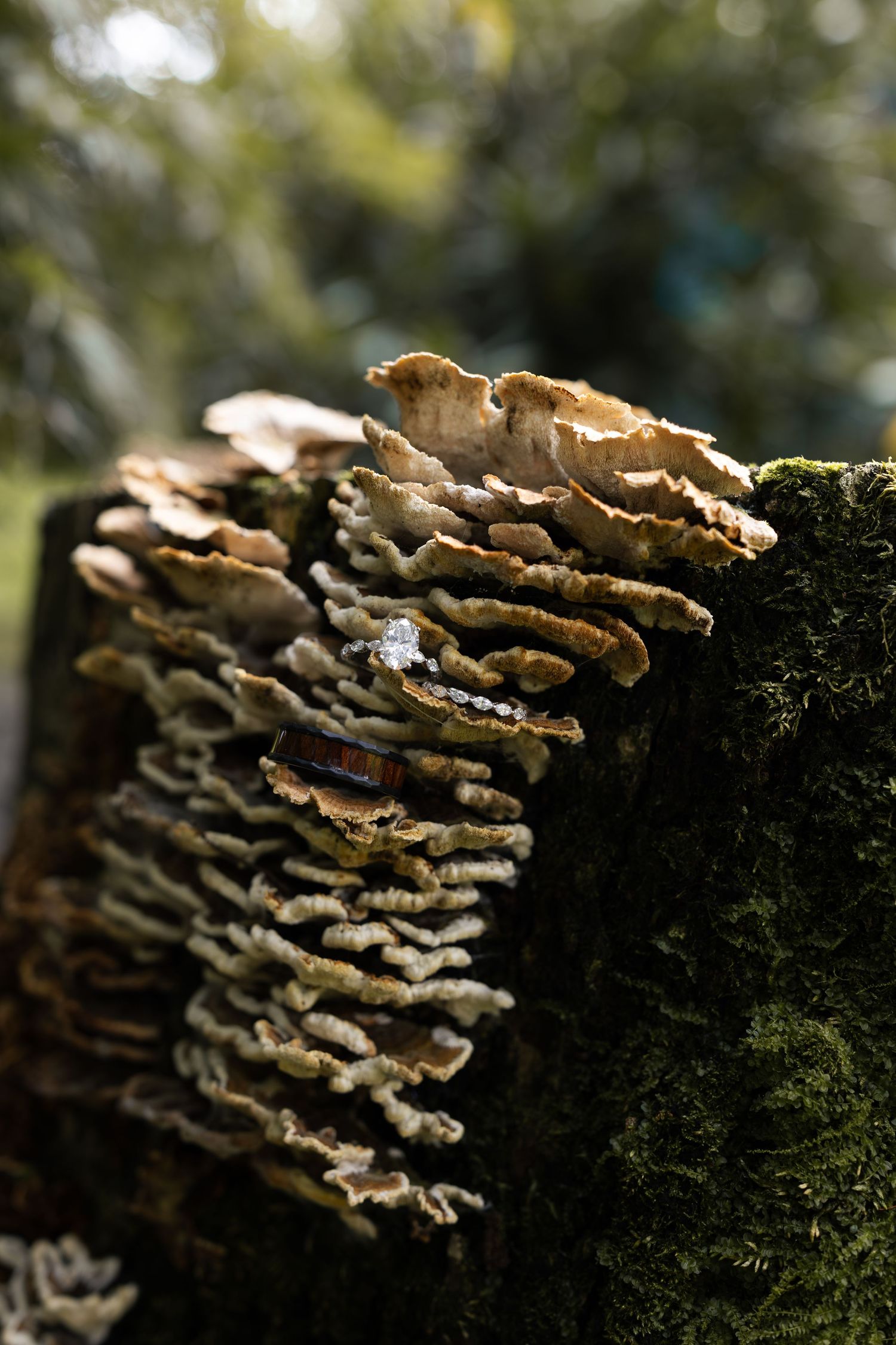 Close-up of wedding bands/rings on layered shelf mushrooms growing on tree bark in natural sunlight.