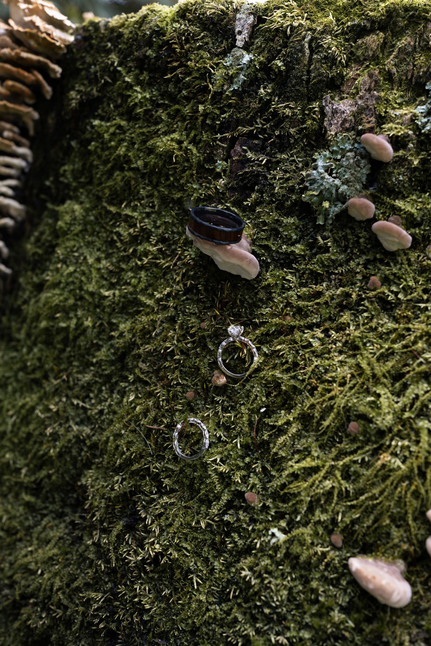 Detailed view of wedding rings on moss-covered tree bark with small mushrooms growing in forest setting.