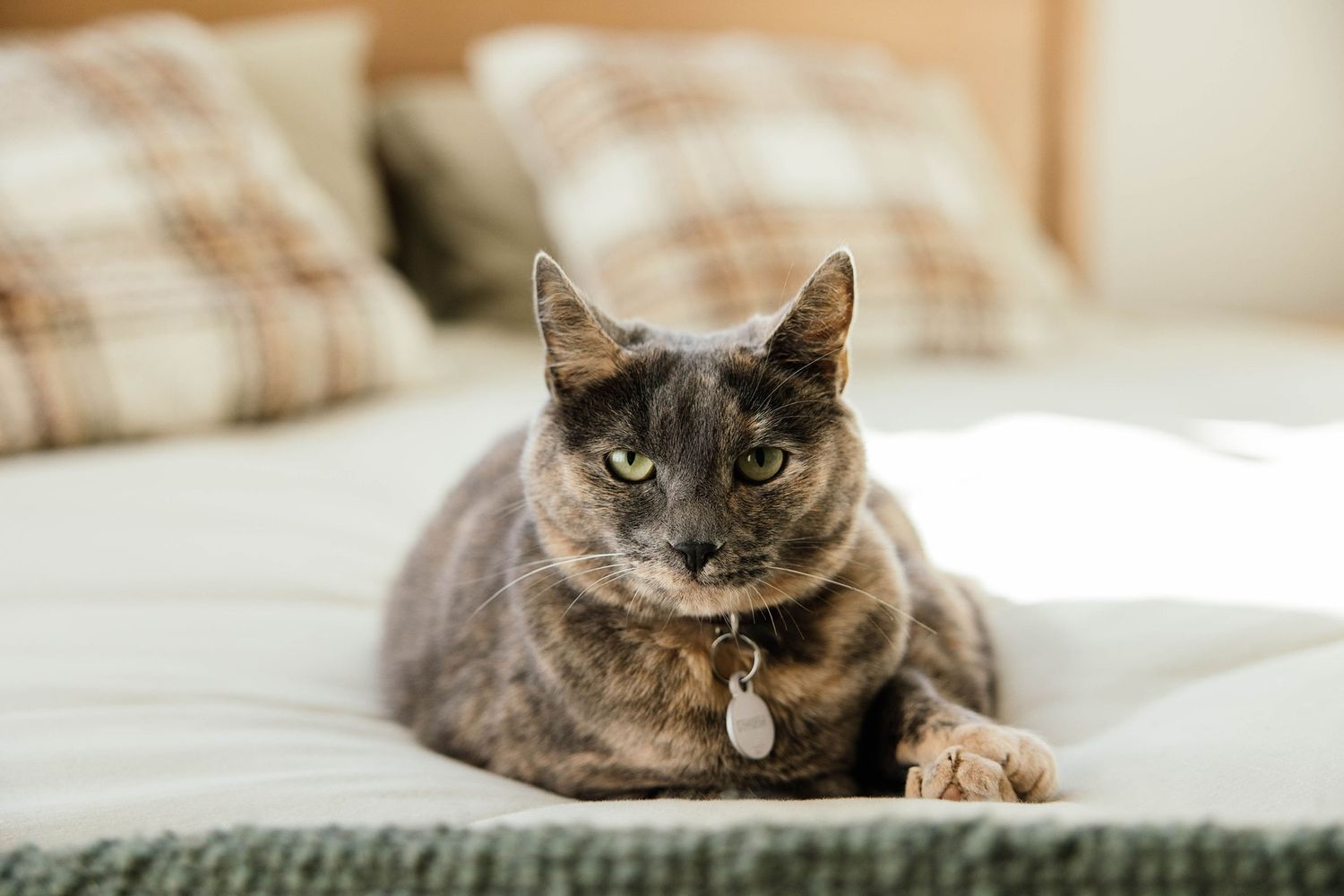 Pet photoshoot