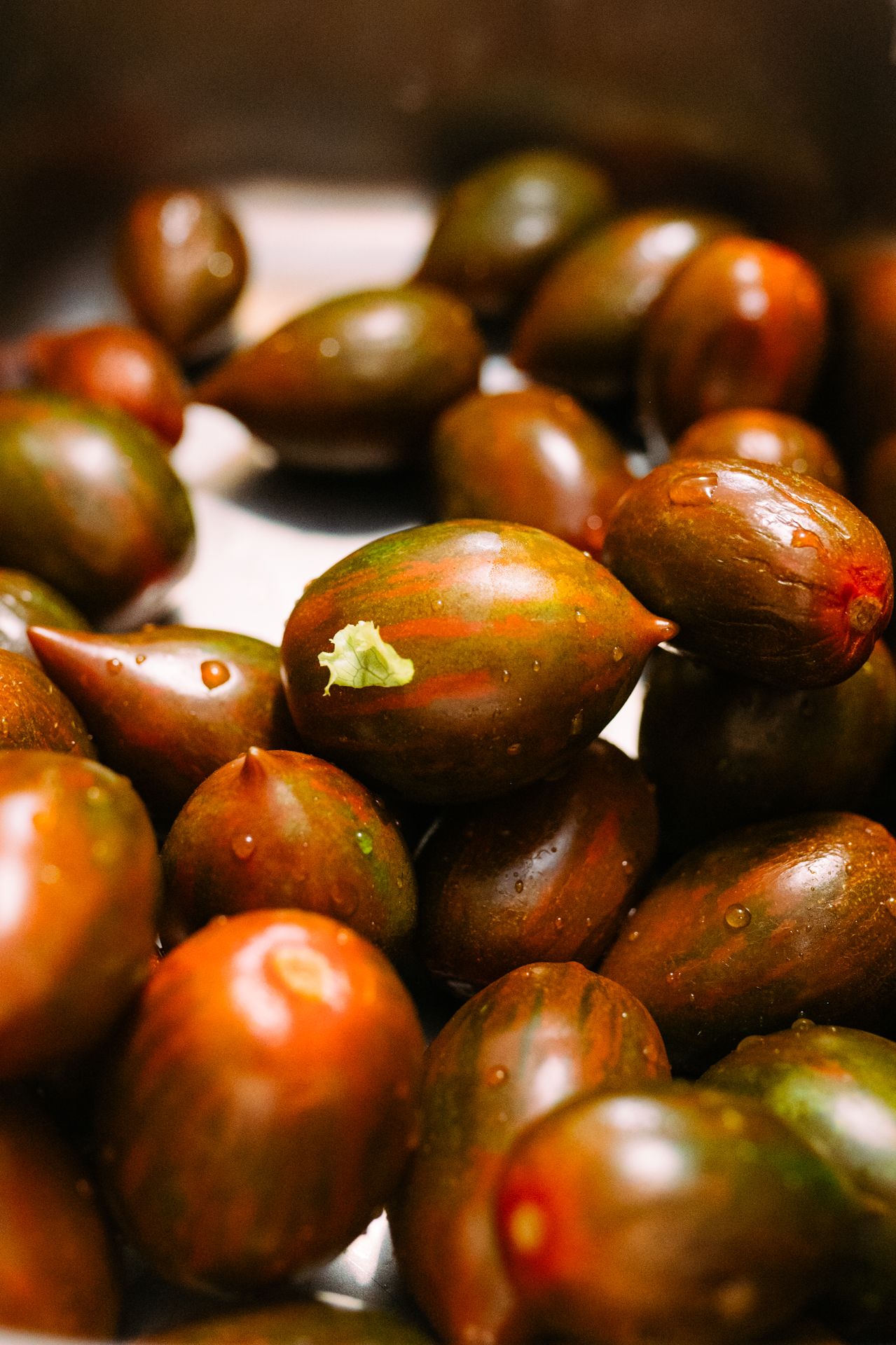 Fresh brown conkers or horse chestnuts arranged in a row showing their glossy surfaces and natural patterns.