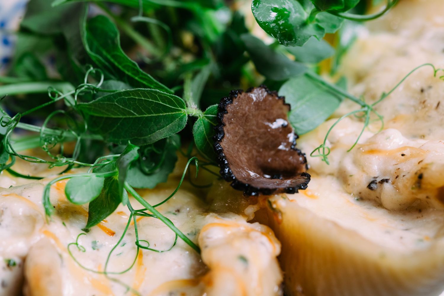 Close-up view of seared scallops garnished with fresh herbs and dark sauce on a white plate.