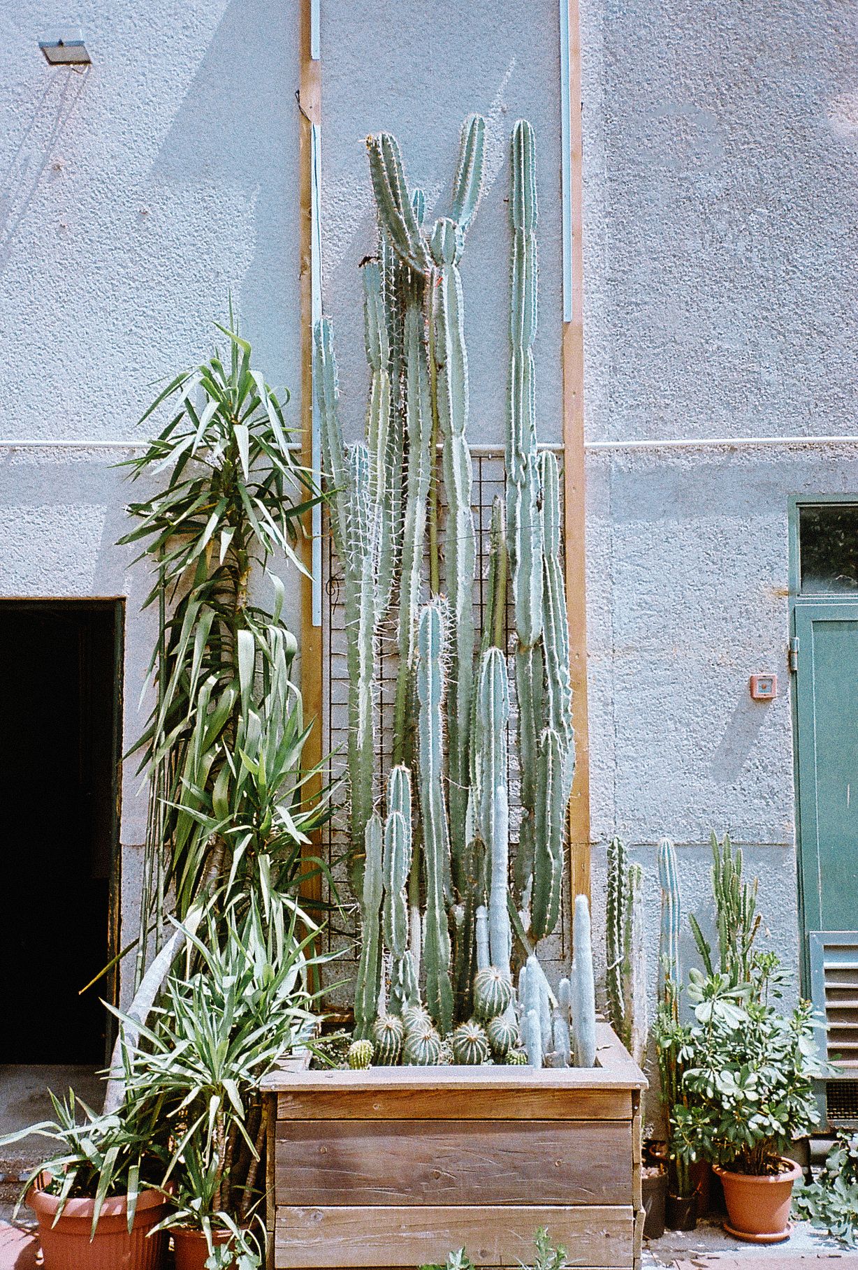 Wooden planter boxes with tall cacti and succulent plants line a wall with turquoise doors and grey stucco exterior.