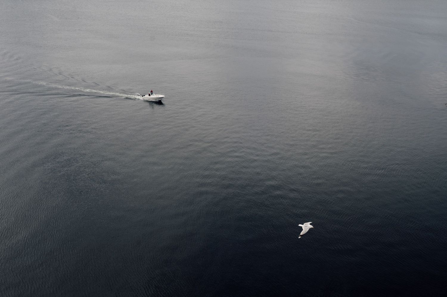 Small boat creates ripples across dark calm waters as a seabird soars overhead against moody gray skies.