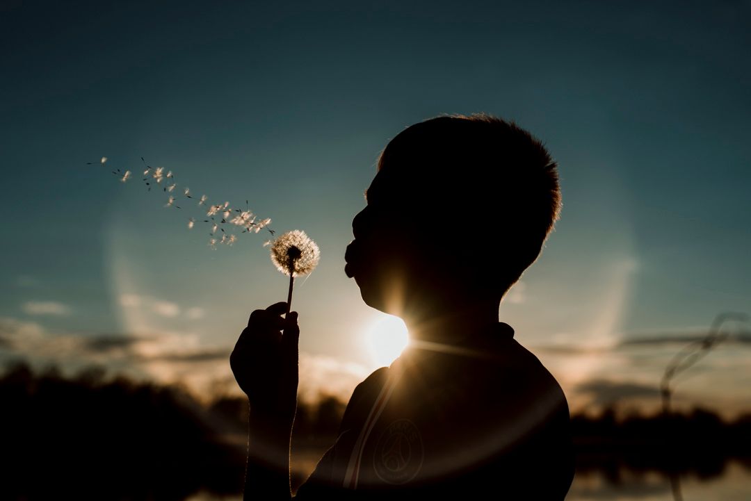 Silhouette of a child blowing a dandelion at sunset, seeds floating in the golden backlit sky.