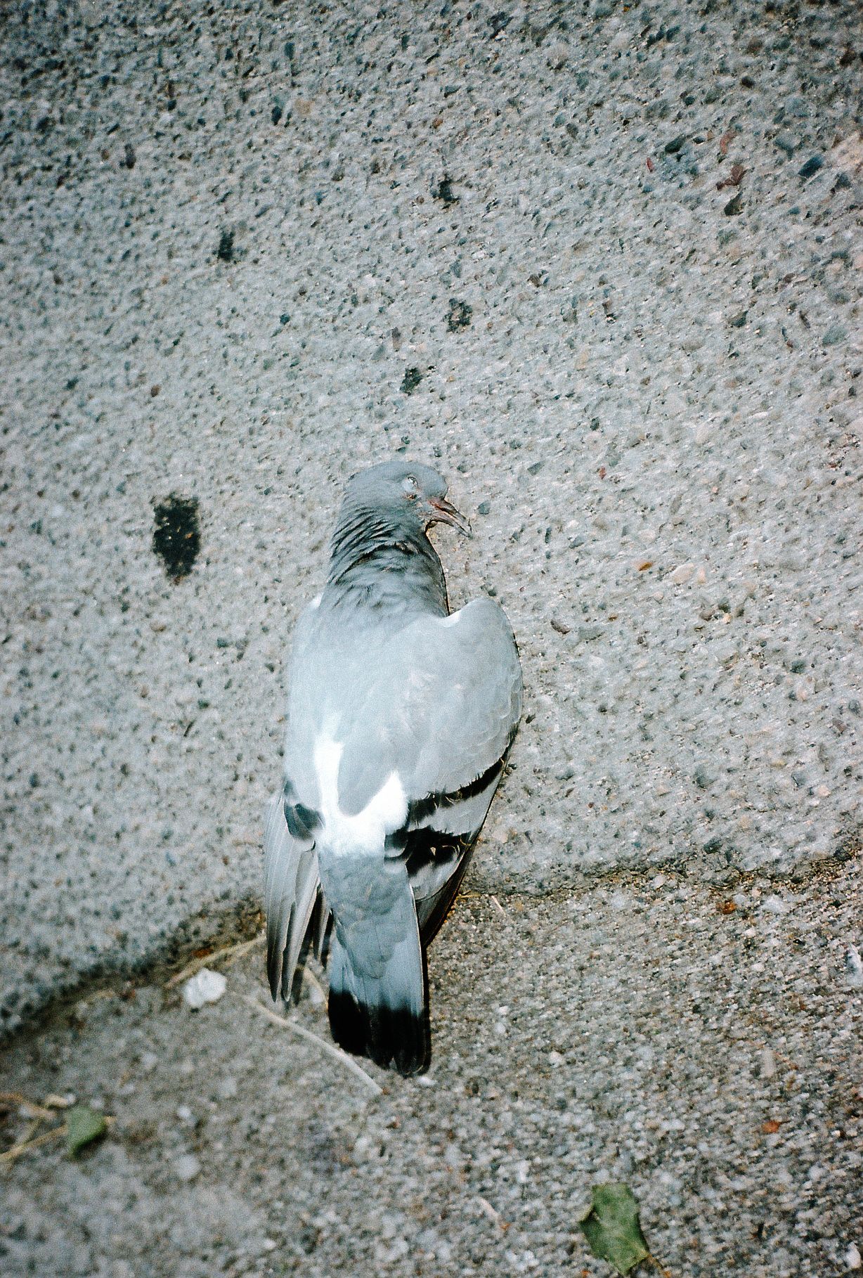 A sequence of images showing a white pigeon walking on a textured concrete surface.