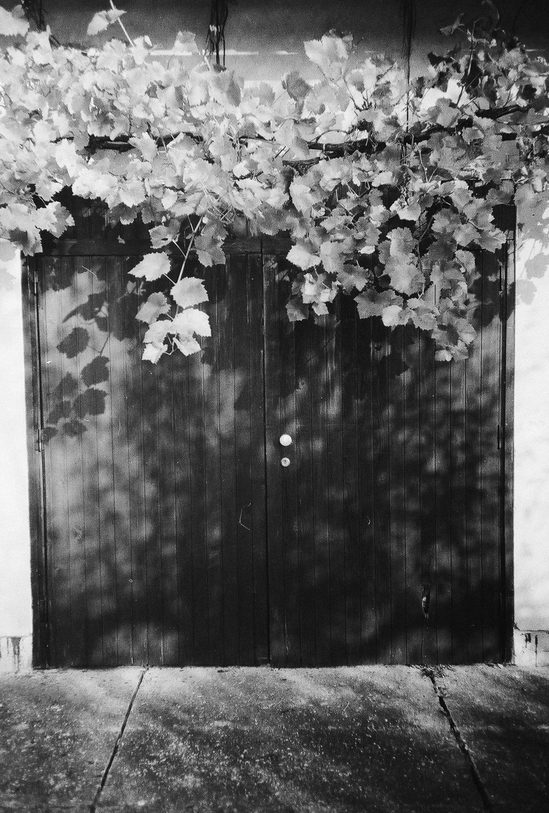 Black and white panoramic view of grape vines growing along a fence in a garden setting.