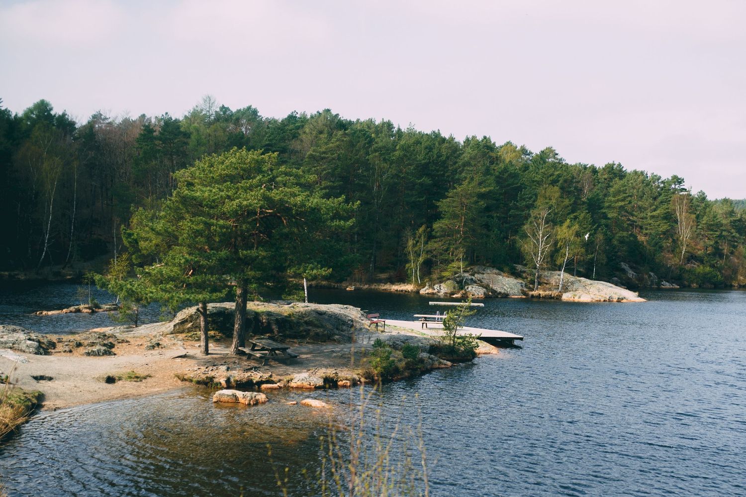 A panoramic view of a rocky shoreline with pine trees and calm waters stretching across multiple connected photos.