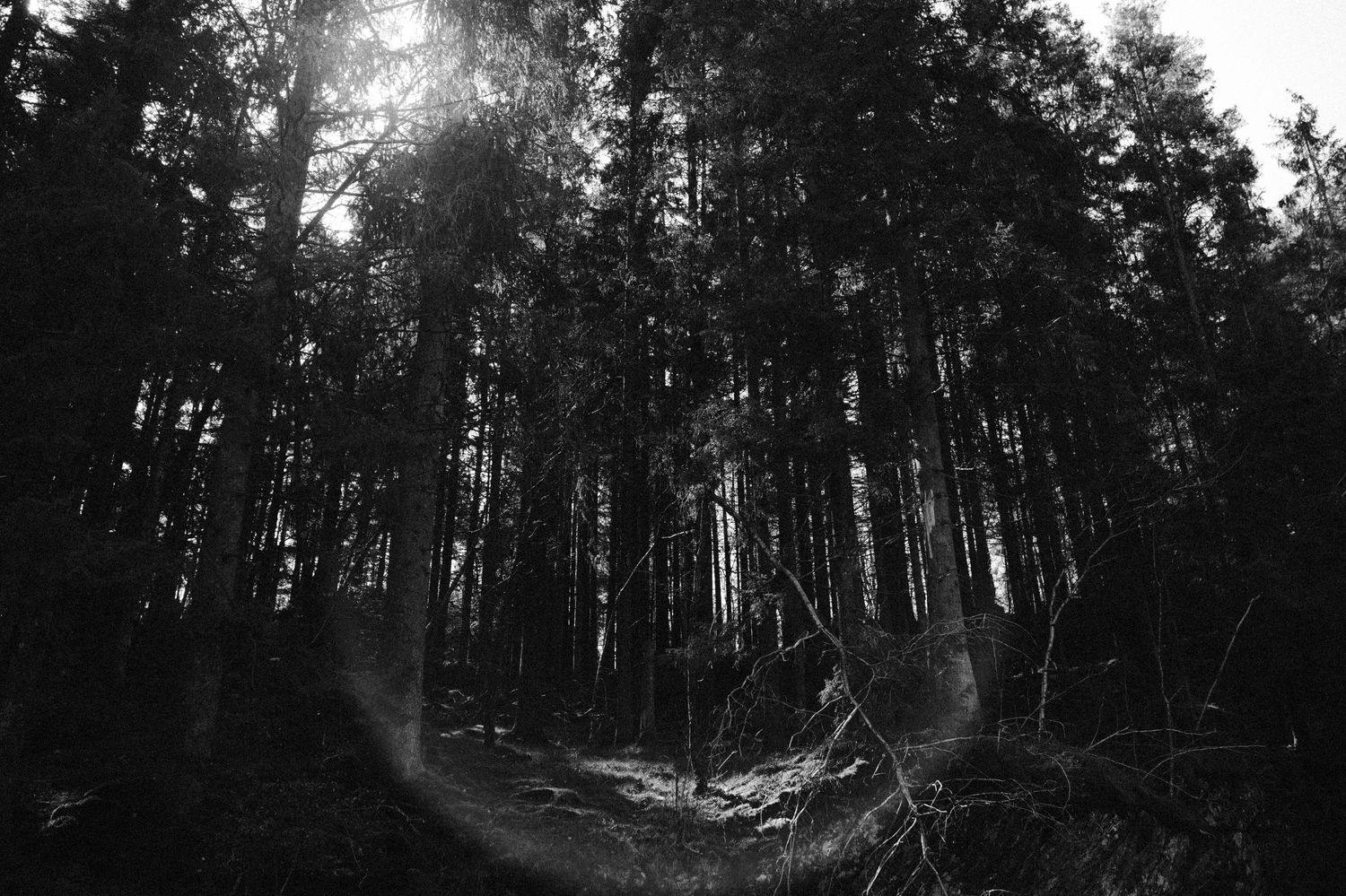 Sunlight filters through tall pine trees in a dark moody forest creating dramatic shadows and light beams.