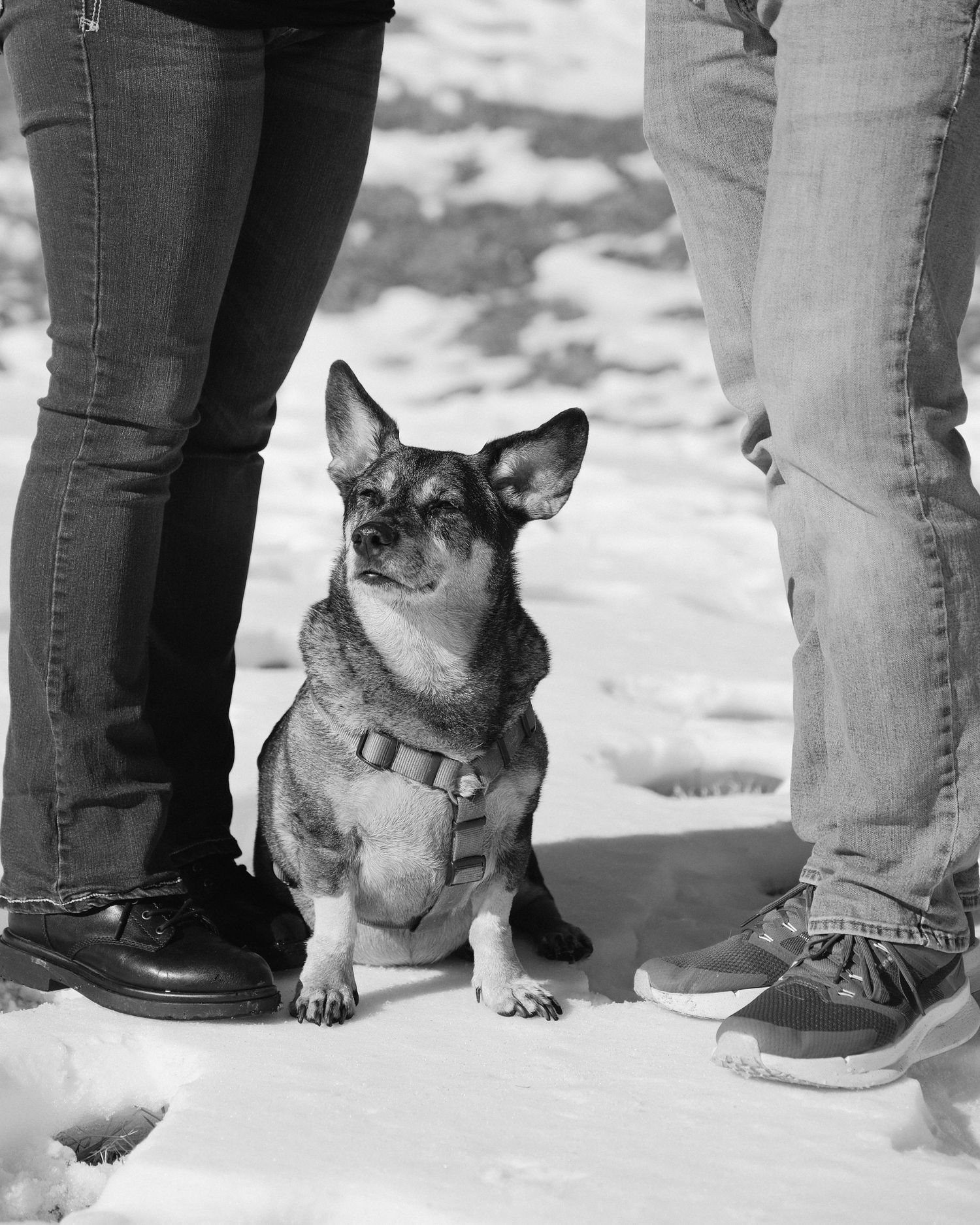 A small dog wearing a harness sits between two pairs of legs in jeans on snowy ground in black and white.