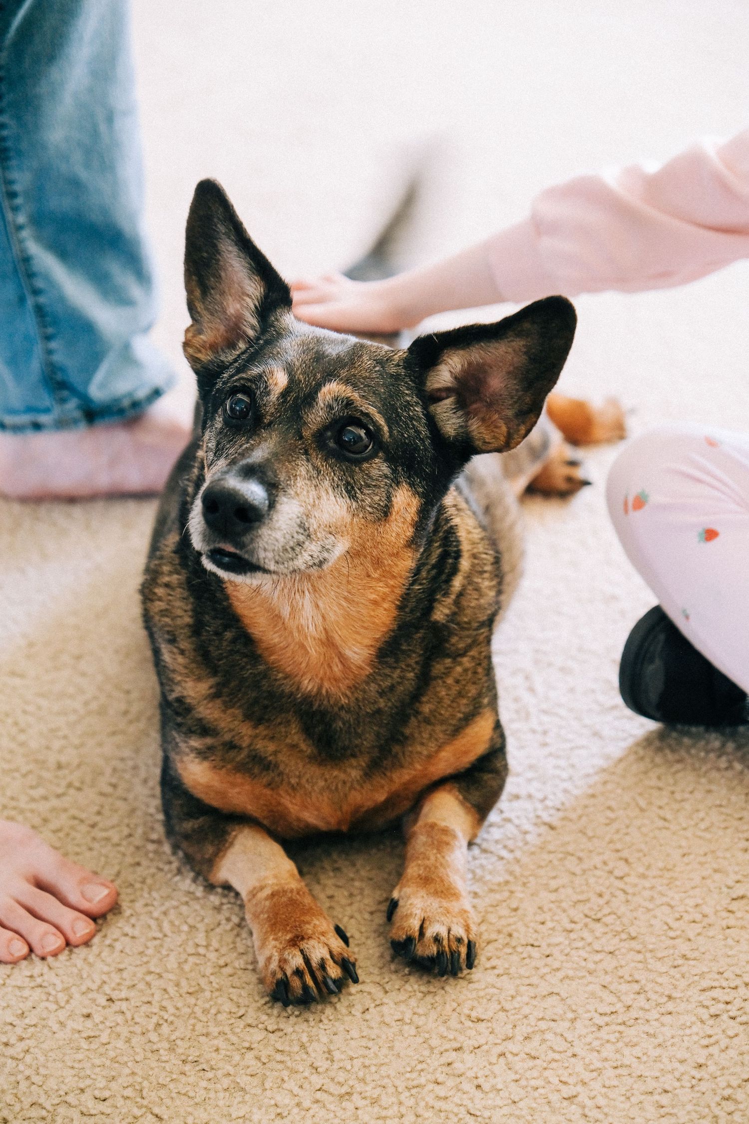 A brown and black mixed breed dog lies on beige carpet with alert ears and attentive expression.
