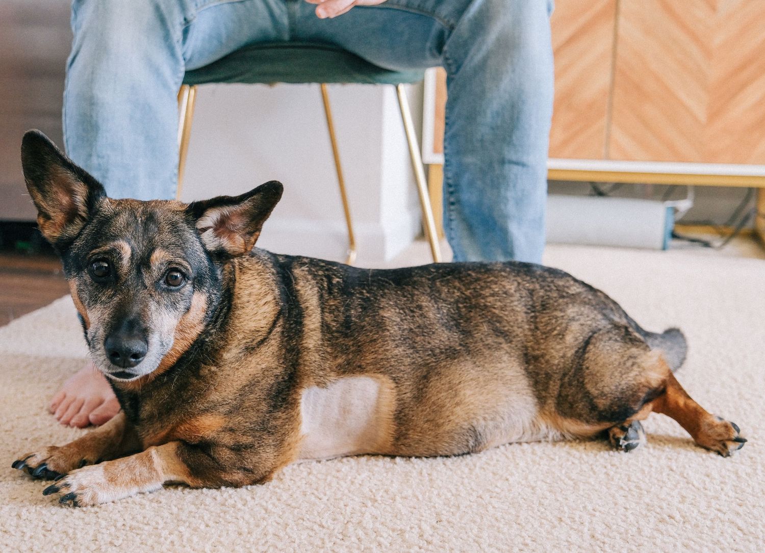 A German Shepherd mix dog with brown and black fur lies on a beige carpet in a home setting.