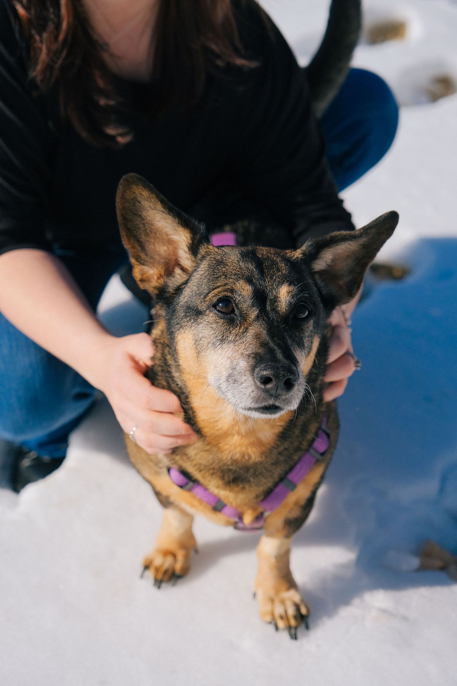 Small brown and black dog wearing a purple collar poses in the snow with a playful expression.